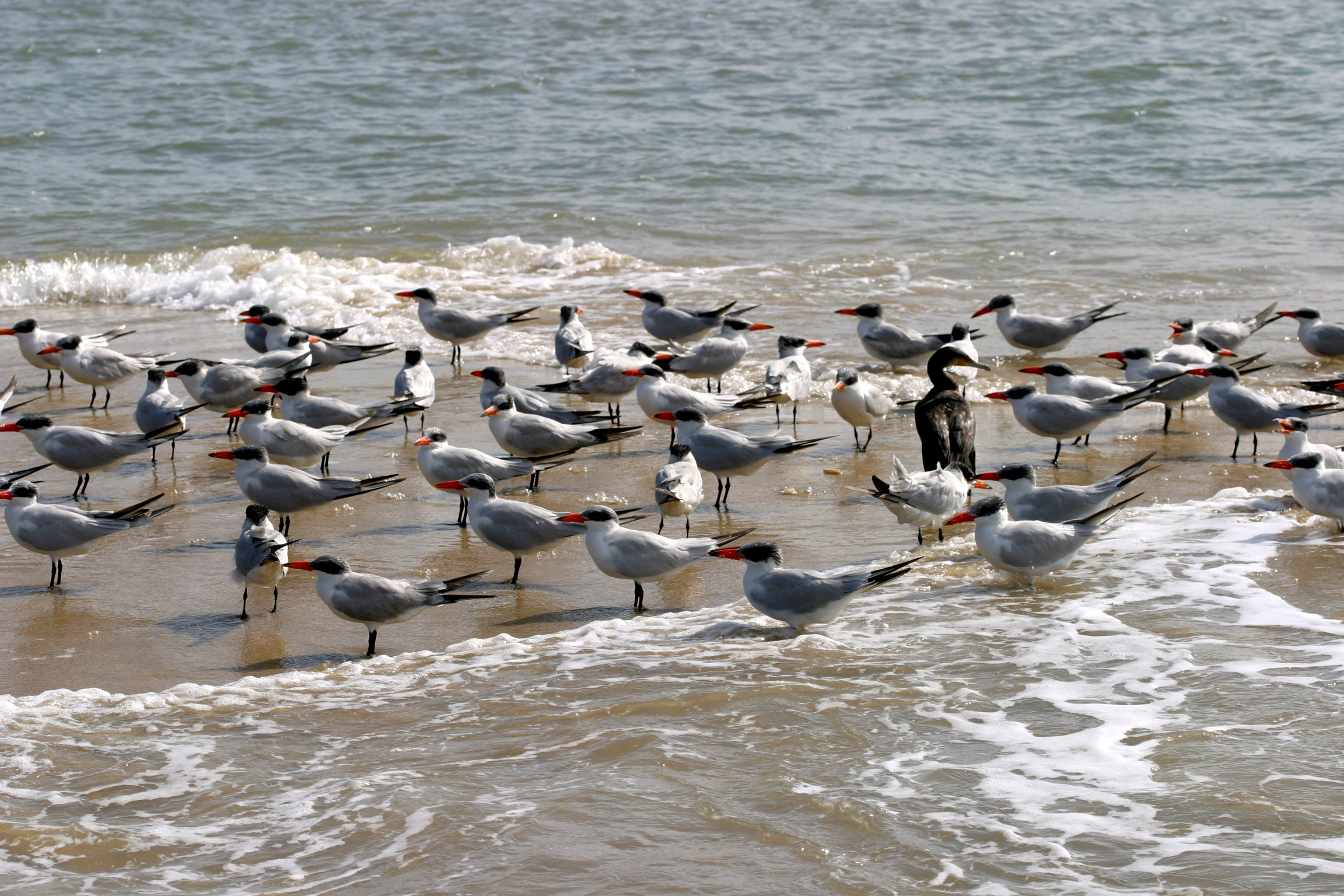 冬季成群的裏海燕鷗於慈堤外沙灘集結。