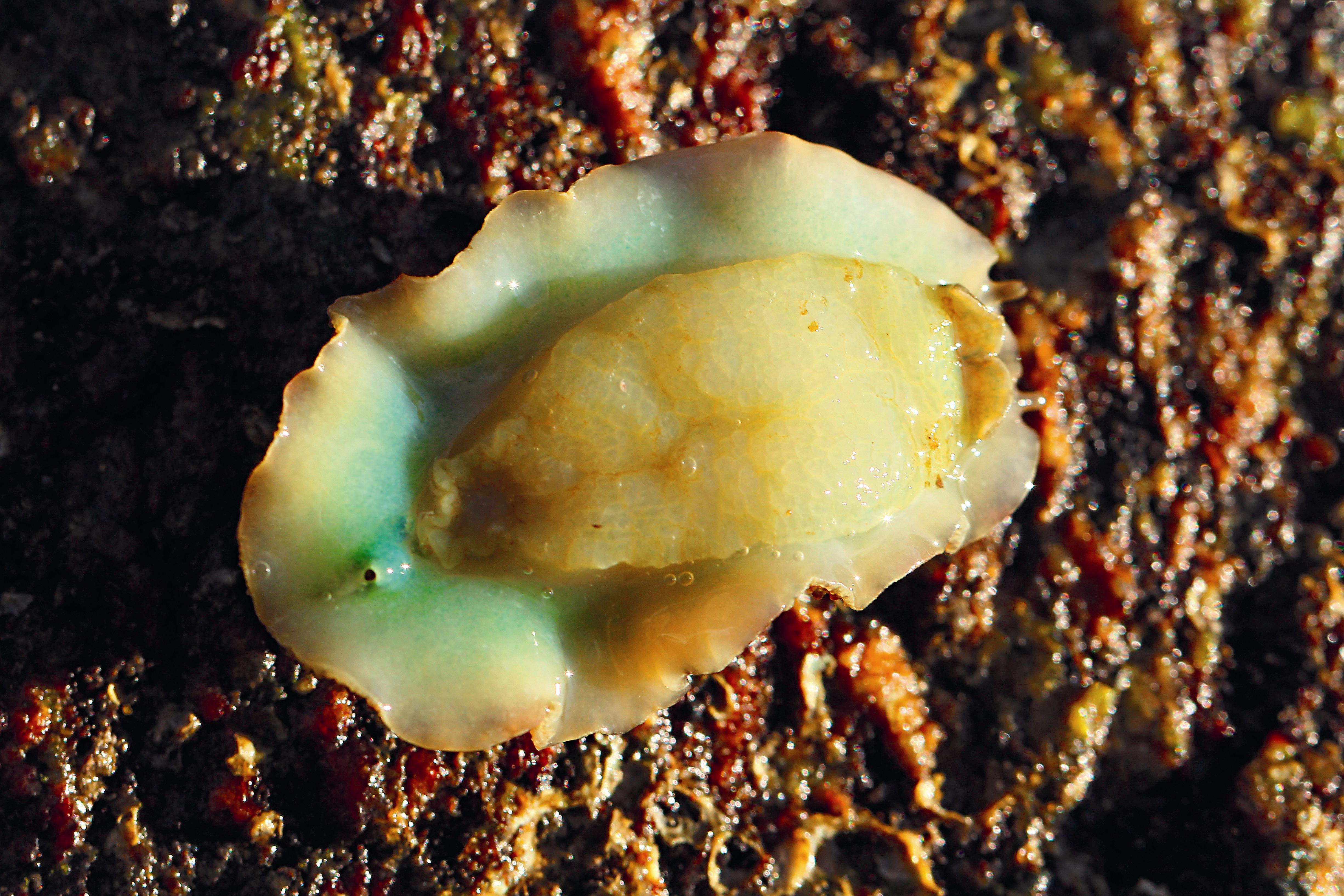 石磺的腹部，讓牠可以固著於岩石上。