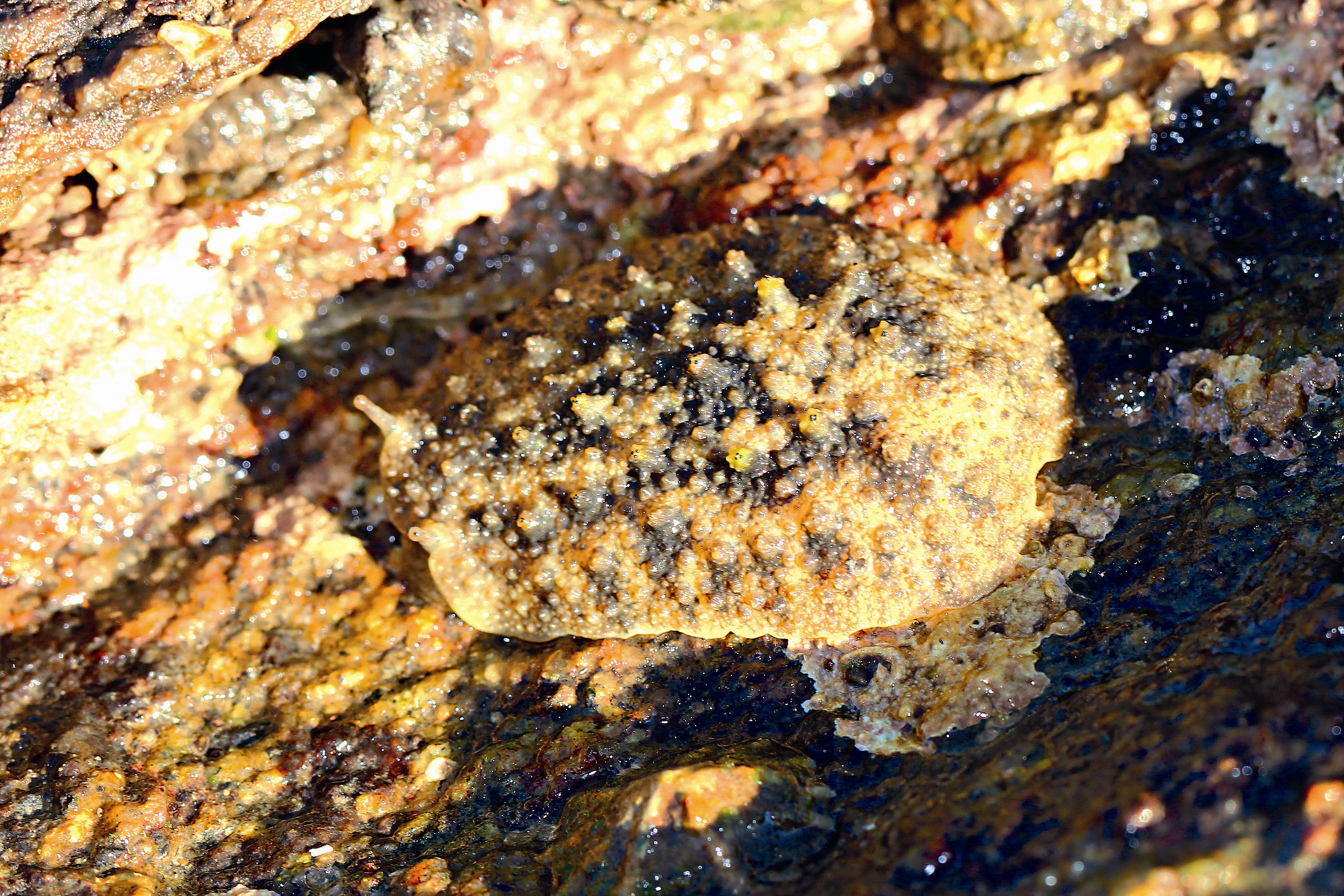 石磺頭部可以見到兩枚突起的觸角，背部大型的突出物，具有感光能力。