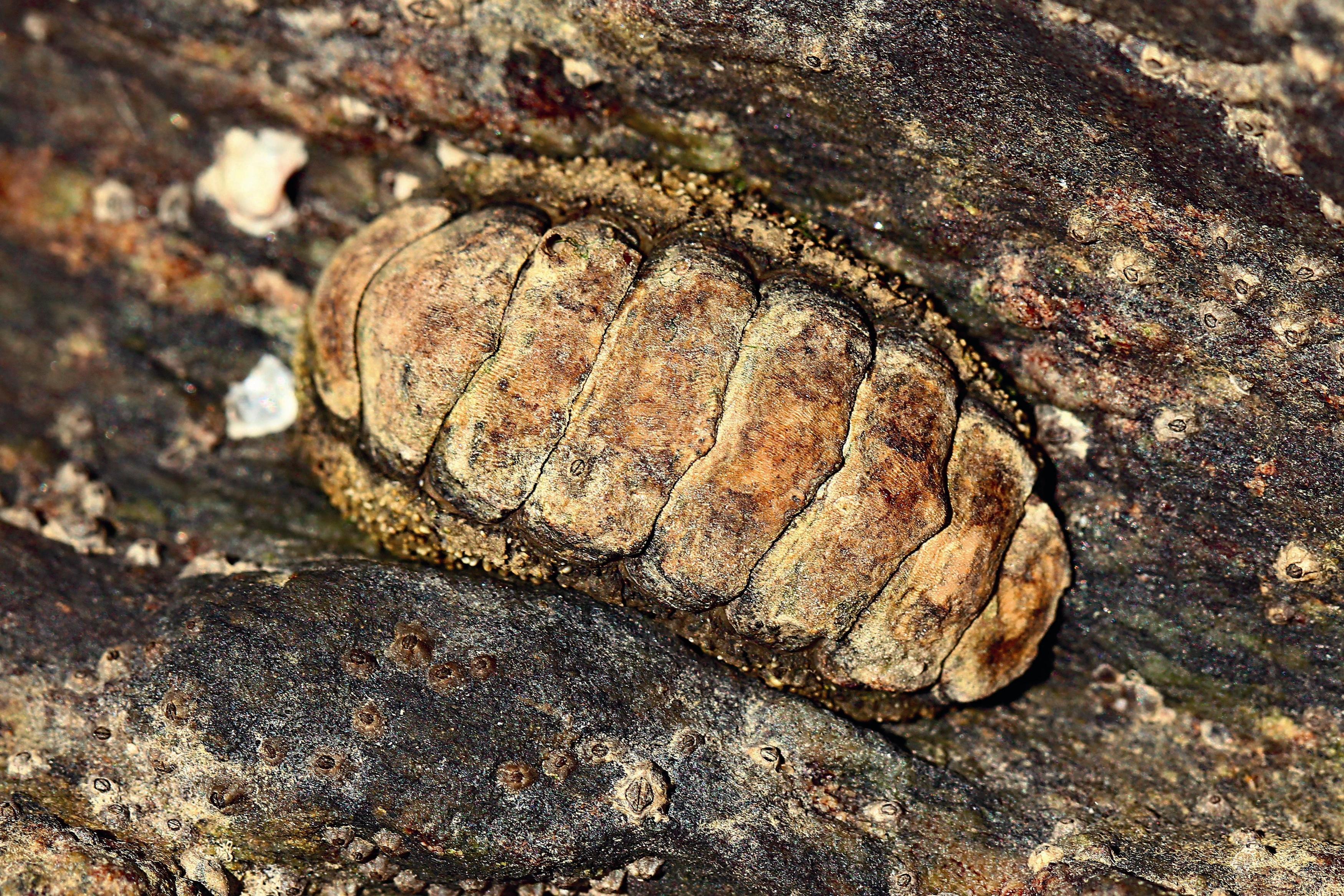 石鱉，擁有相當堅硬的殼版，以強力的腹足吸黏於岩石上。
