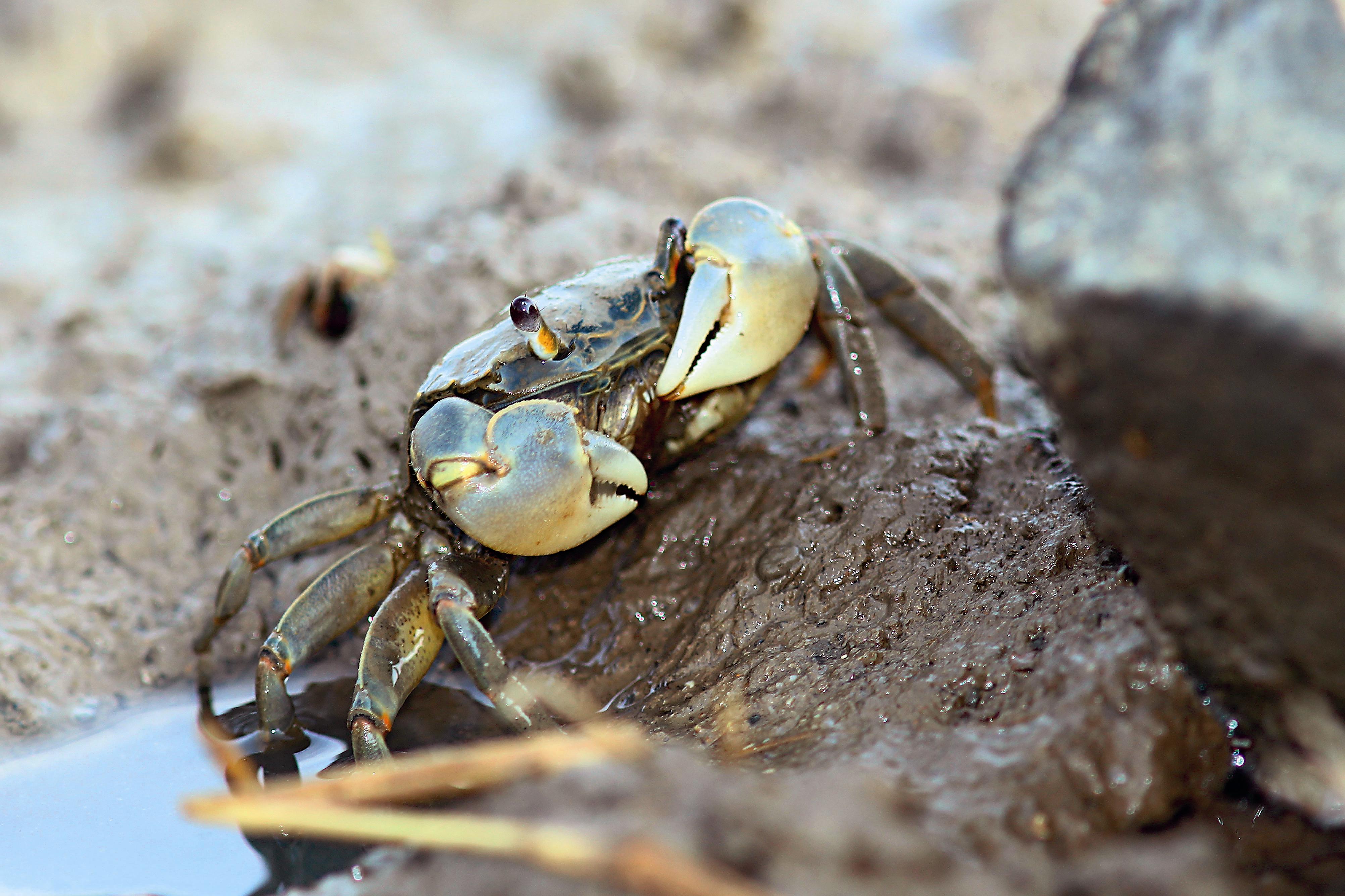 灰褐色的身軀，方形的背甲，擁有一對巨大的螯肢掌節，是側足後蟹的特徵。