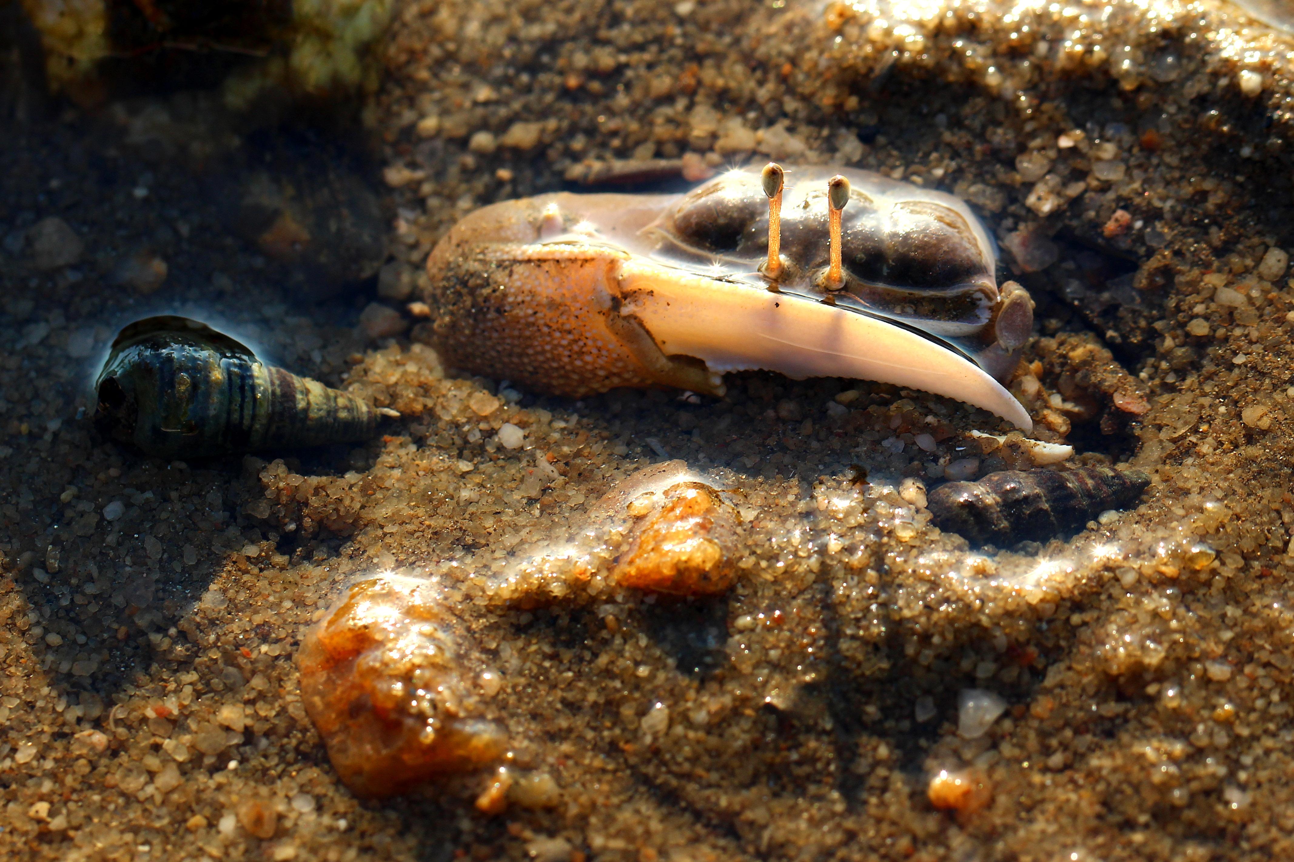 受到干擾來不及挖洞躲入泥地中的北方招潮蟹。