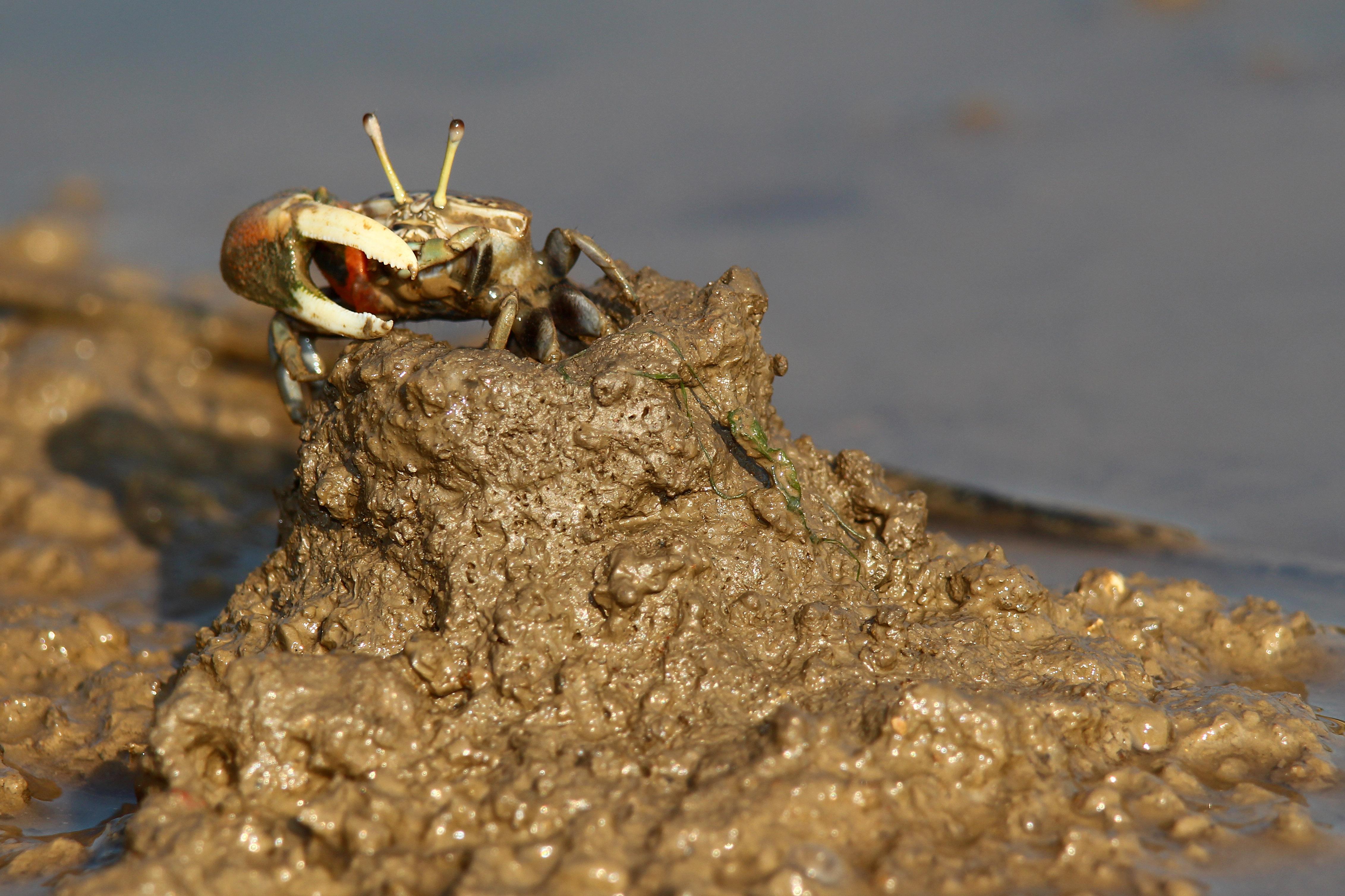 弧邊招潮蟹站立在辛苦建設的火山口上，是泥灘地的可愛地景。