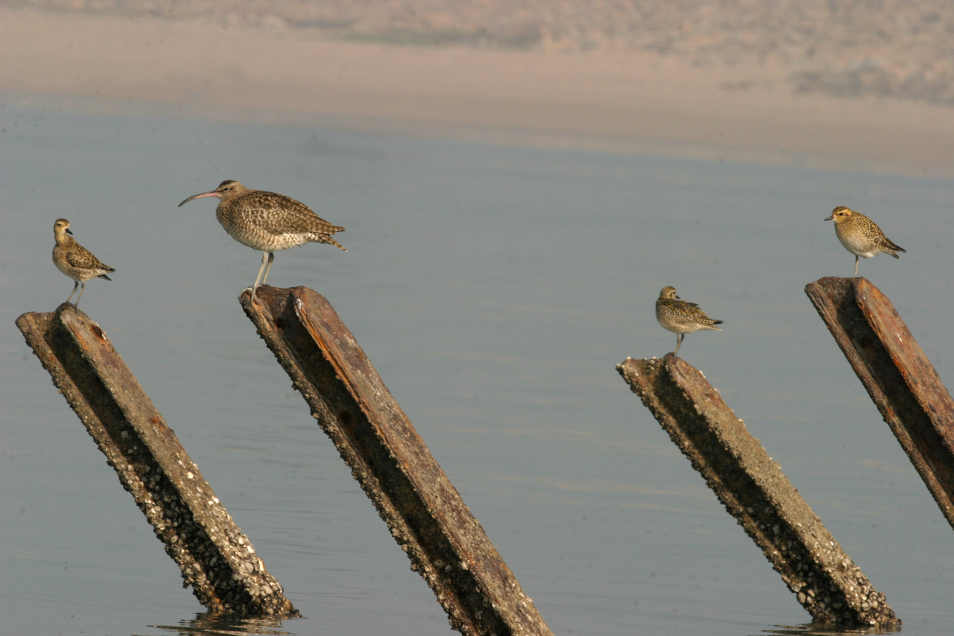 金、馬前線，特有的軍事構造物「軌條砦」是為了防止登陸艇上案而建，如今漲潮時是許多水鳥利用的棲息空間。
