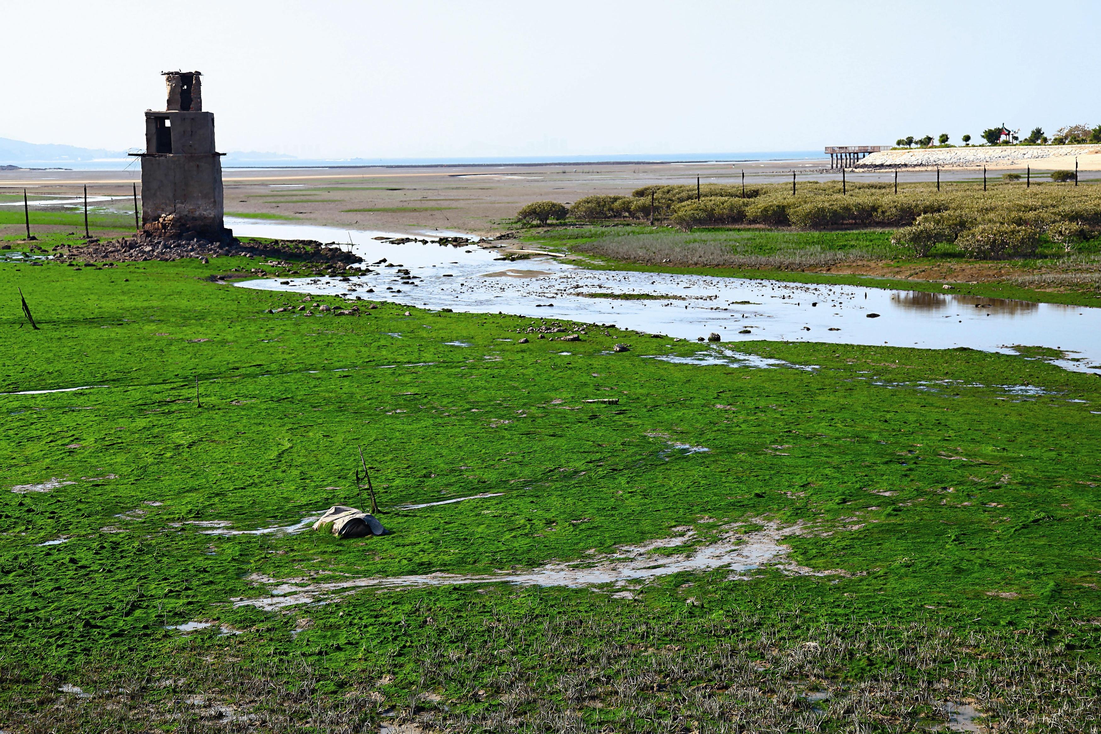 浯江溪口是典型的河口泥灘環境，冬季泥灘地上長滿藻類，退潮時猶如鋪上一層綠色地毯，為許多小動物提供食物。