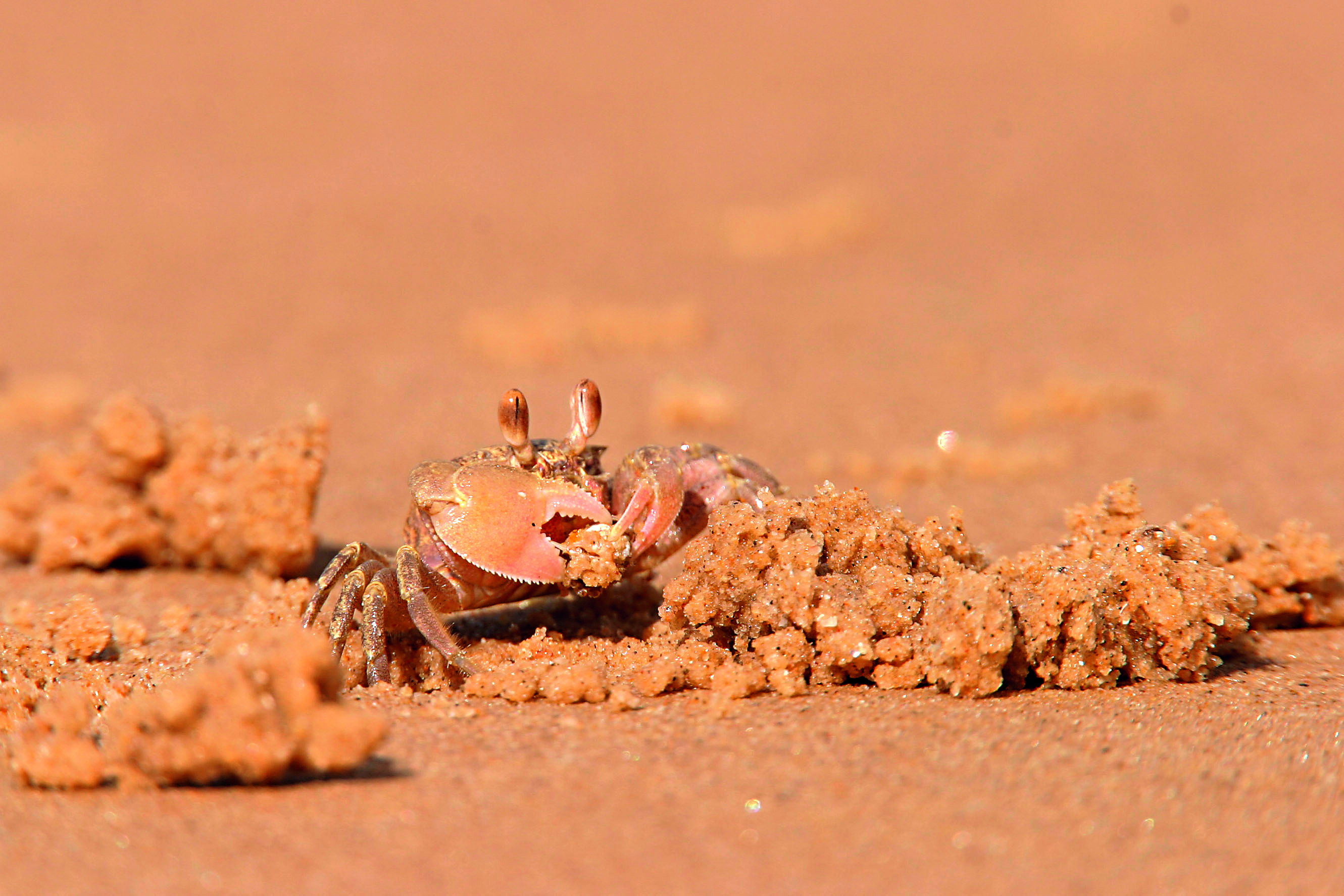 斯氏沙蟹顏色常有變化，由時候會呈現較紅的色彩。