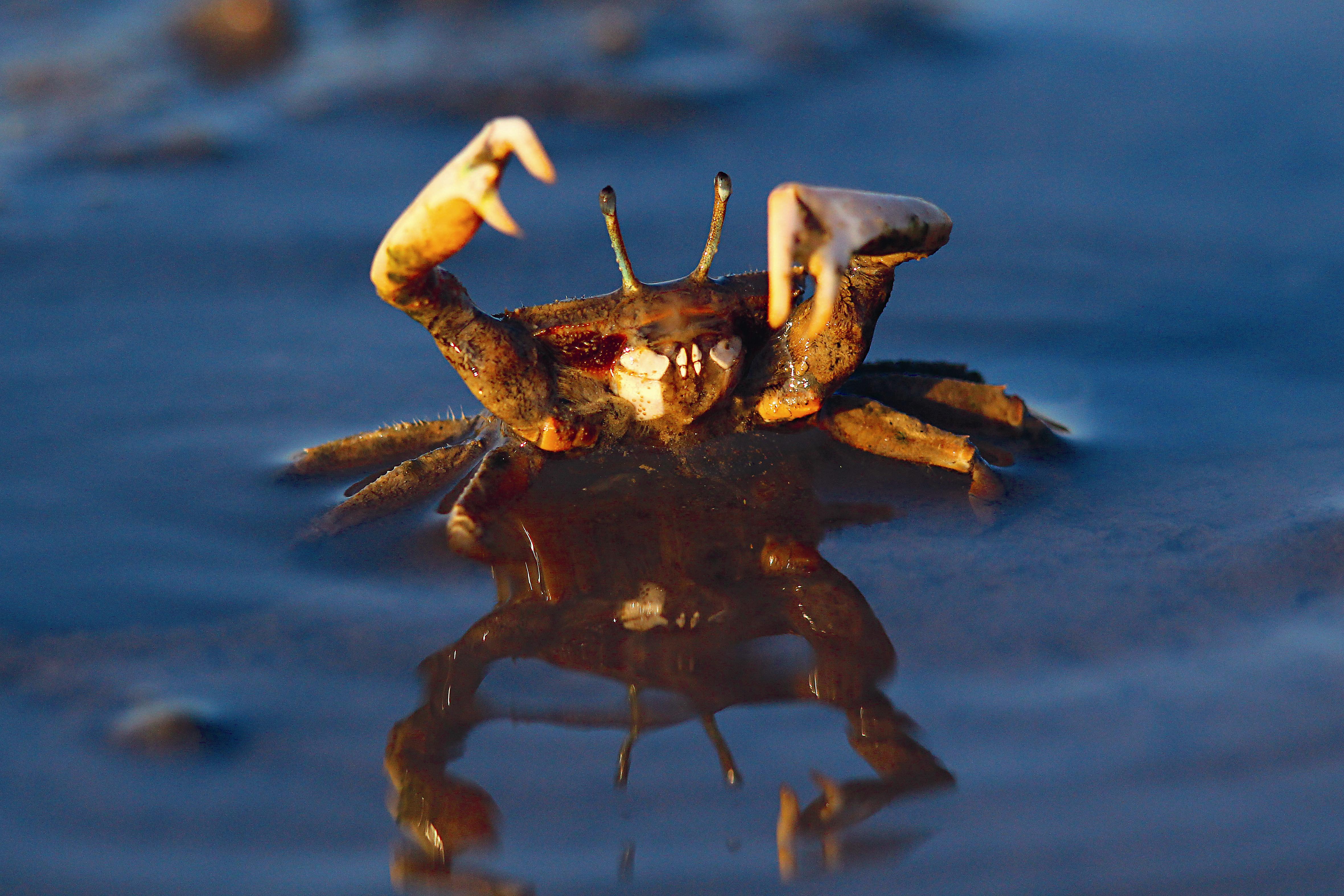 舉起兩隻大螯，高呼「萬歲」模樣的萬歲大眼蟹，是本種最有趣的行為。