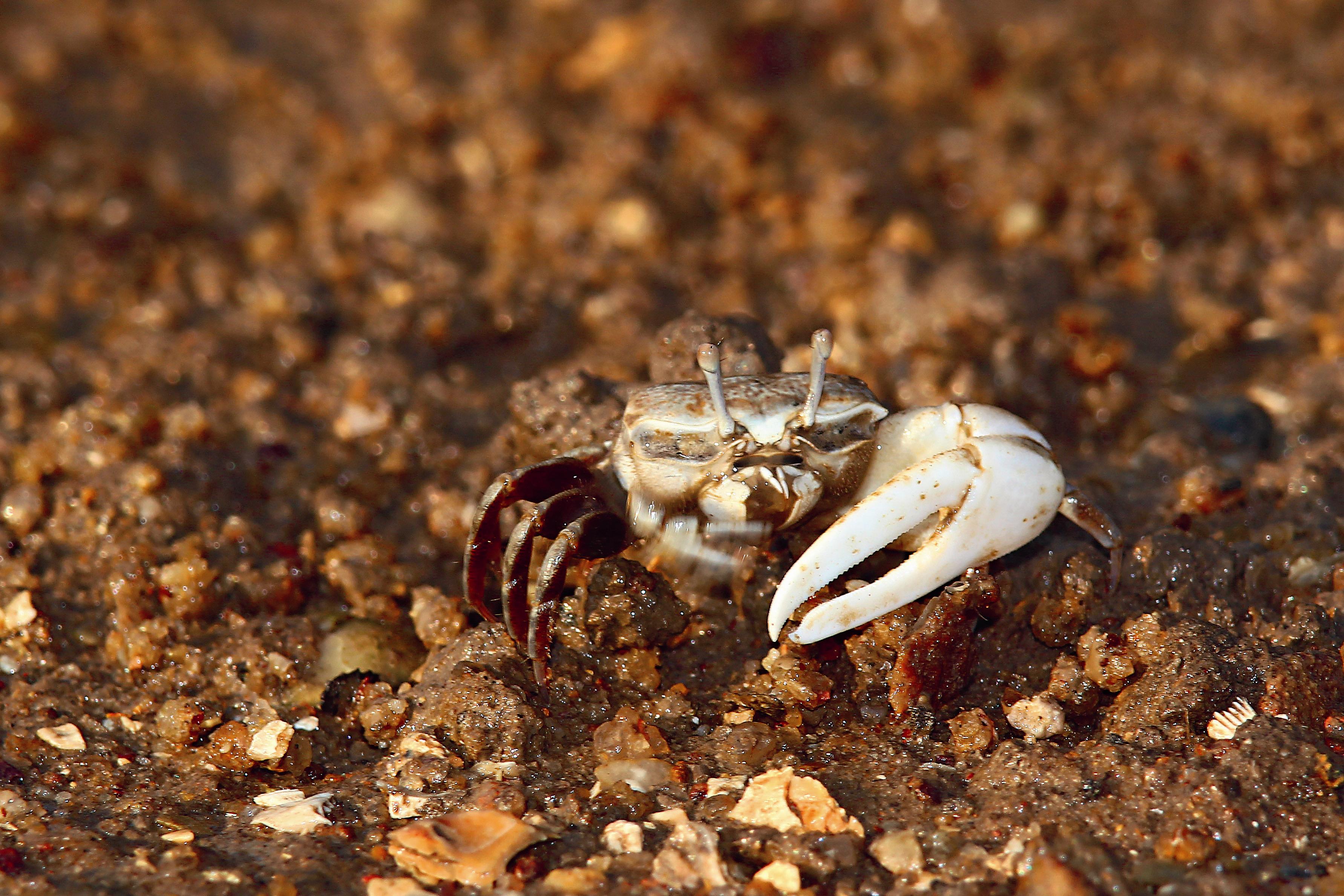 雄性清白招潮蟹，大螯白色，步足為紅色。