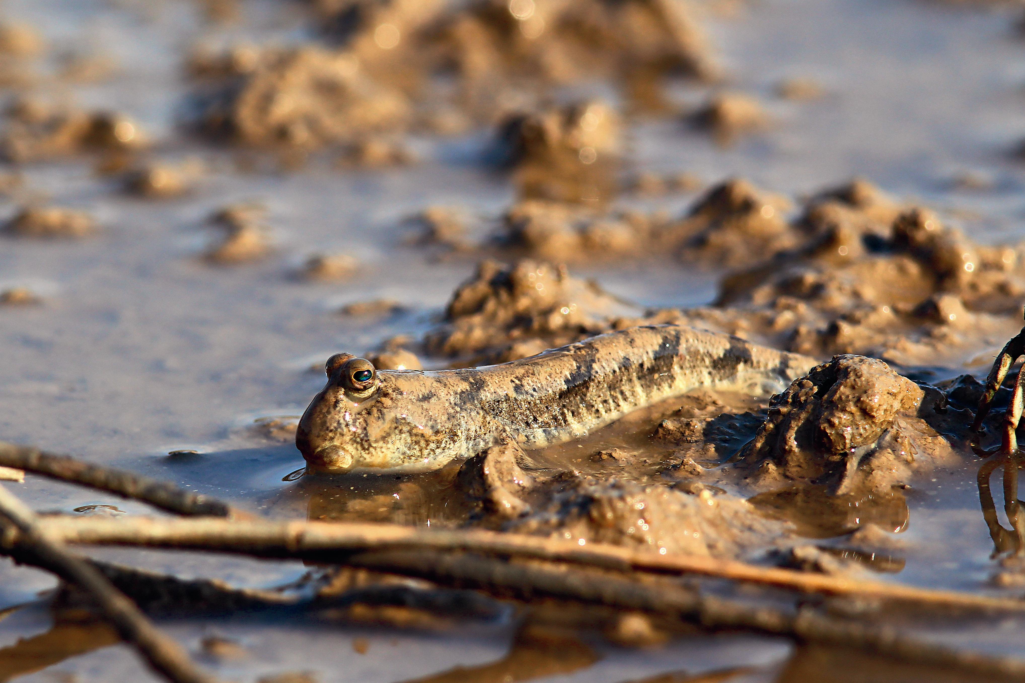 彈塗魚眼睛長在頭頂，身軀褐色，體型最小，卻能離開水面最久。