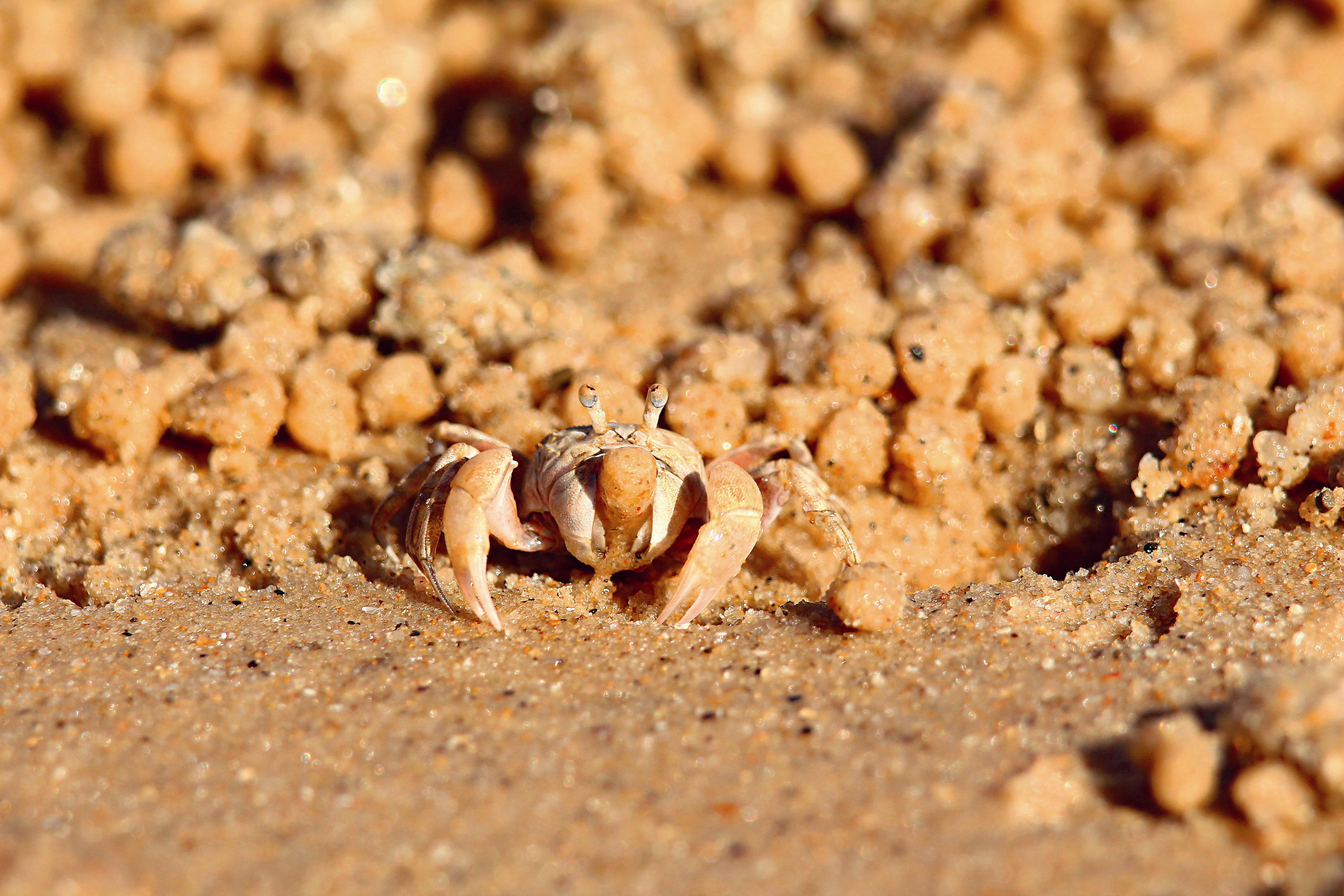 衛氏毛帶蟹挖掘沙子，在口器上方集結成球狀。