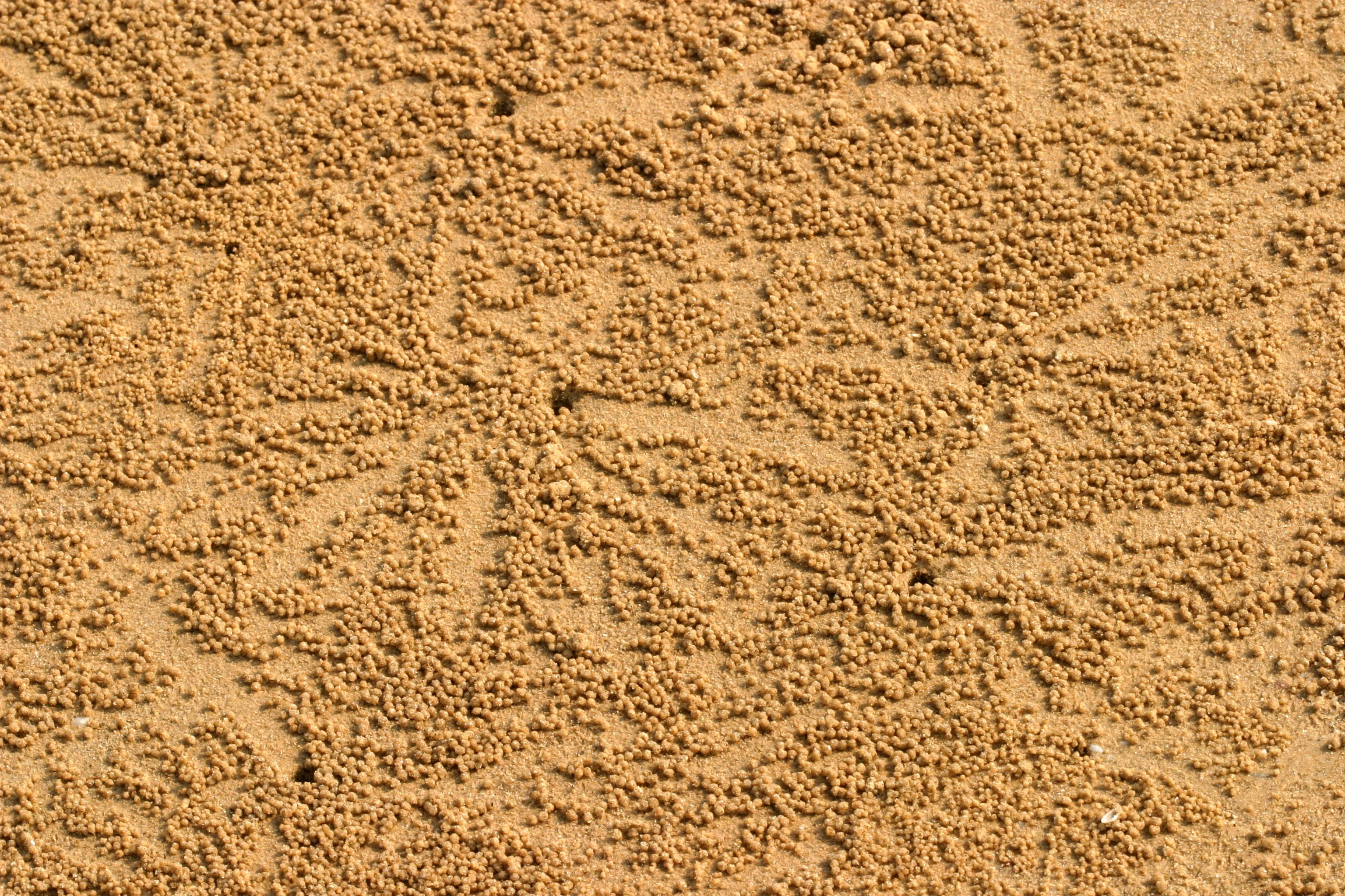 衛氏毛帶蟹洞口附近輻射狀的擬糞，由於每一顆沙球只需要幾秒鐘就可完成，因此數量相當驚人。