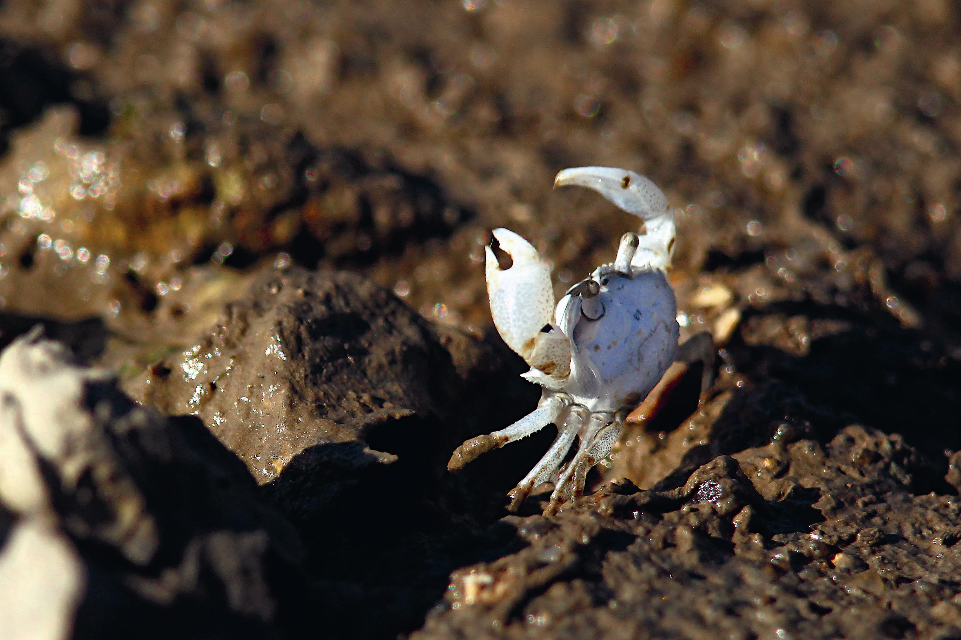 鋸眼泥蟹舉高雙螯的有趣行為。