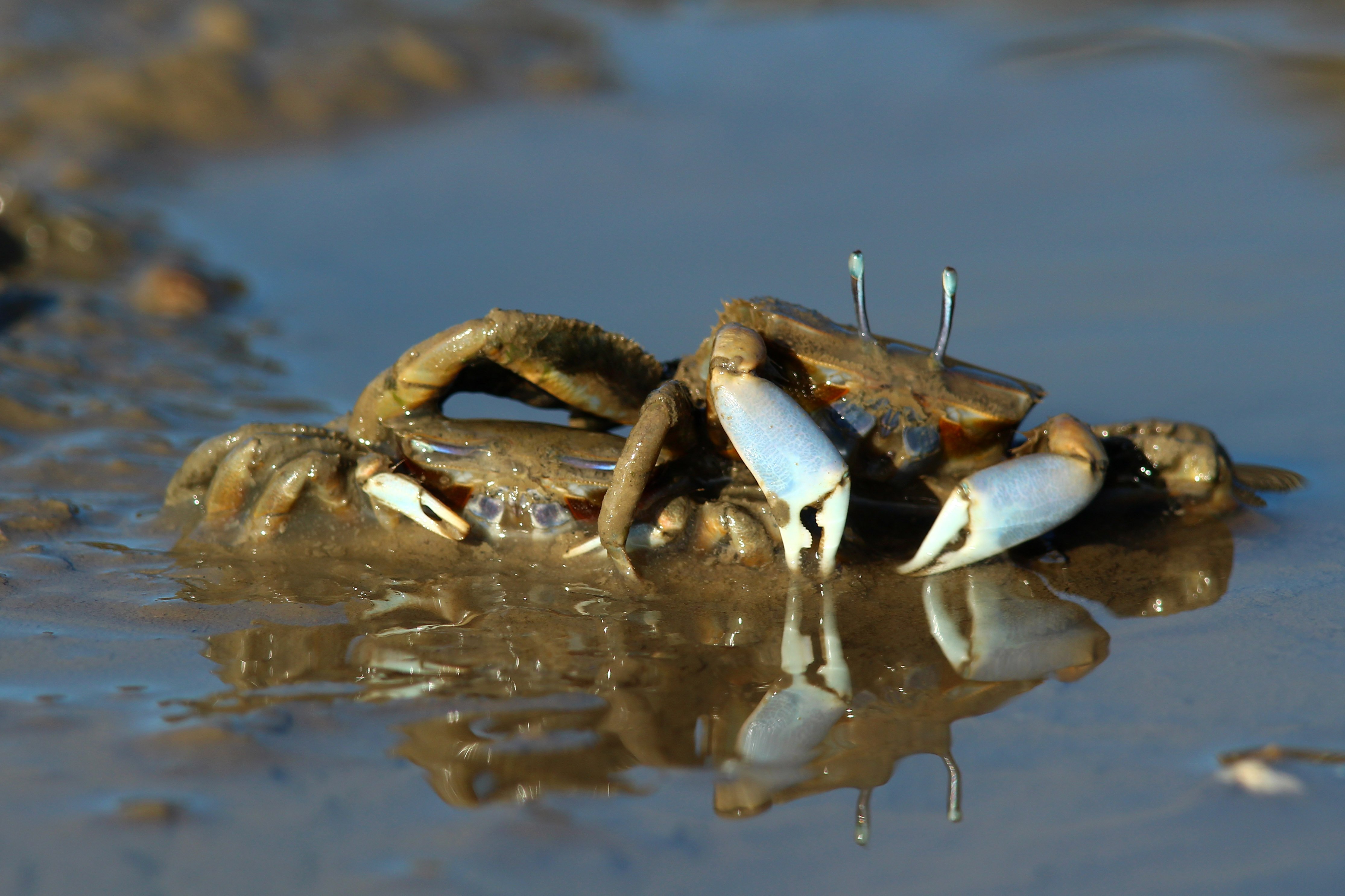 雄性悅目大眼蟹爬到雌性背上覓食的有趣行為。
