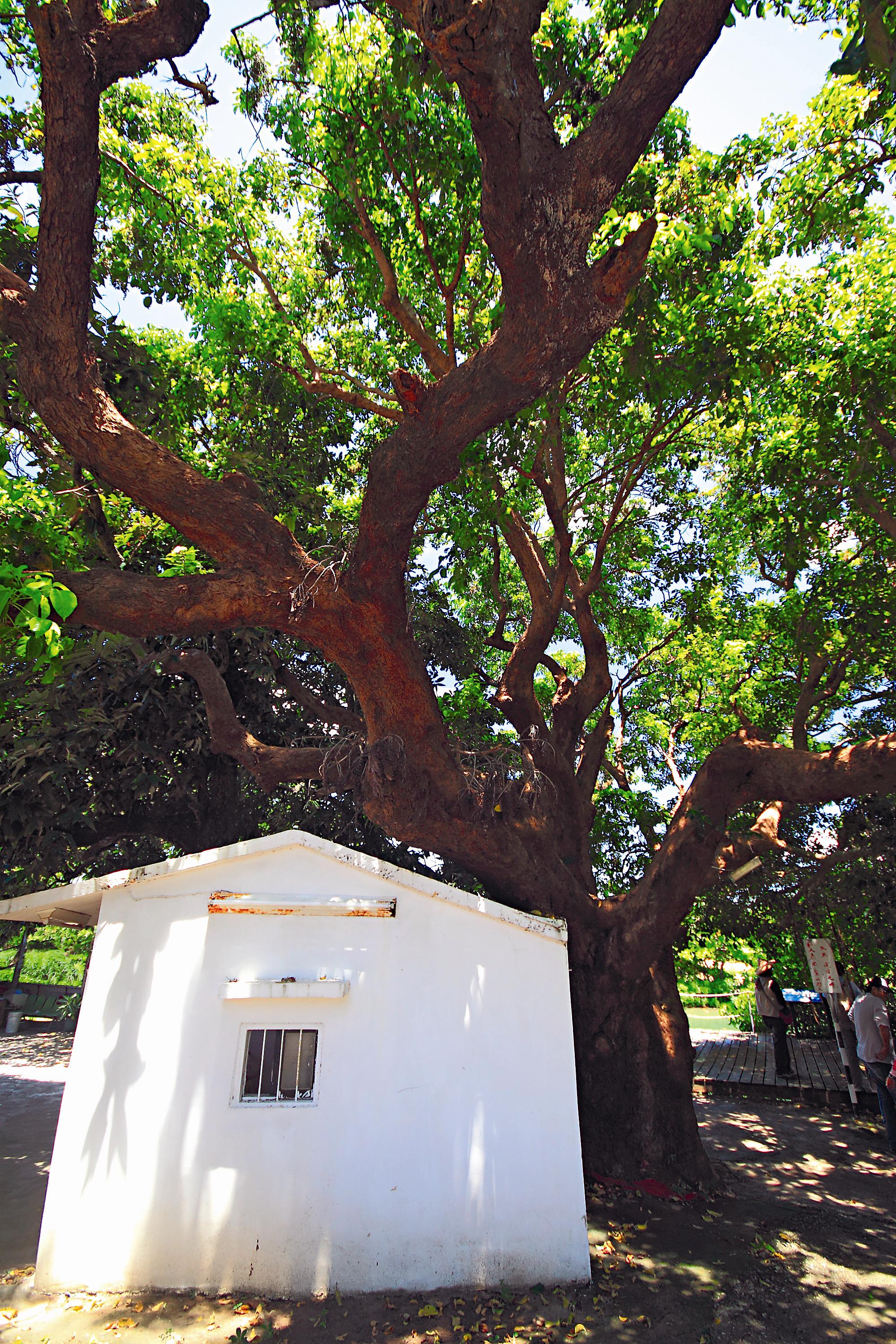 茄苳樹與土地公廟，曾是汽車廣告的拍攝場景。