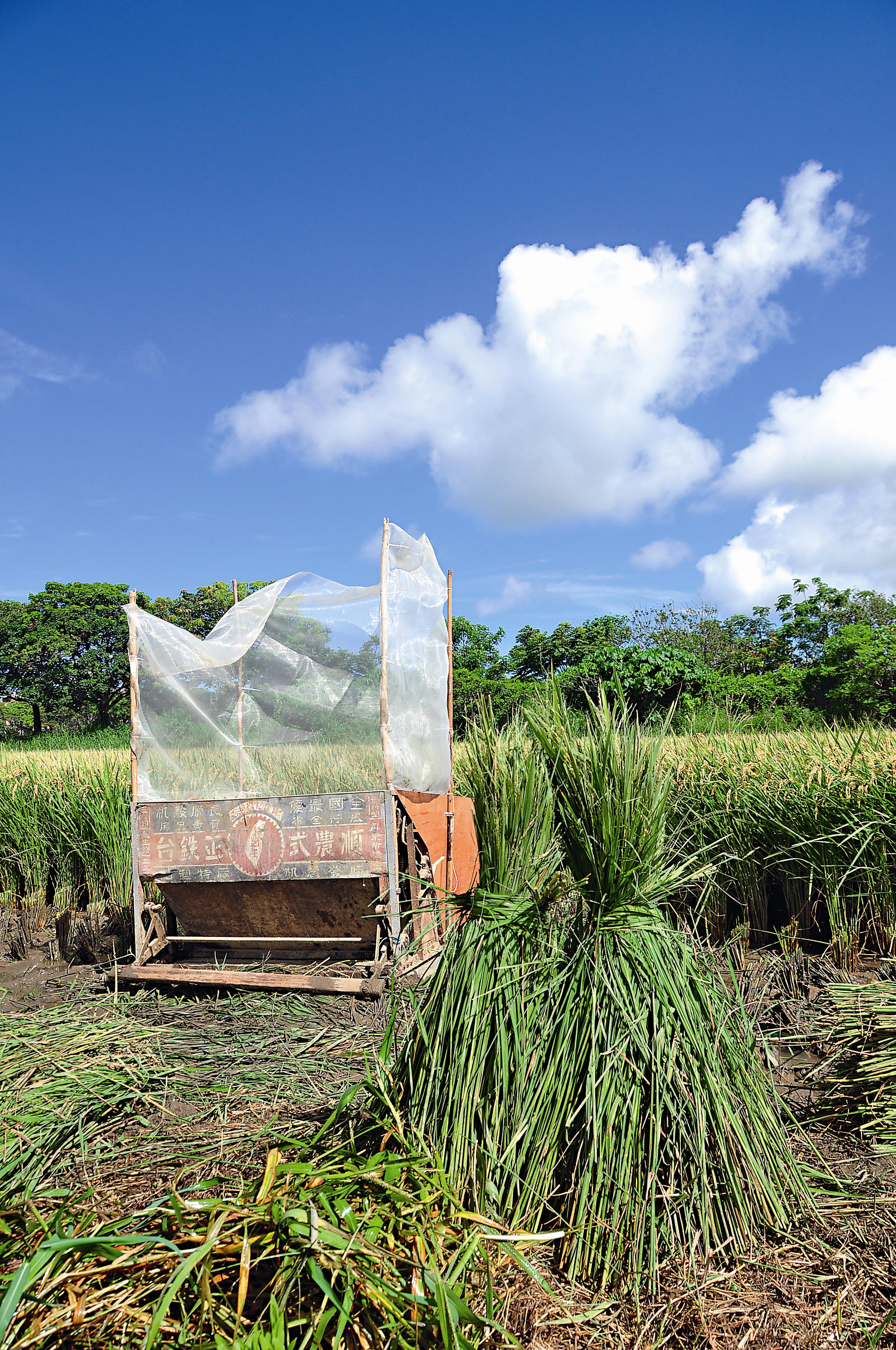 割稻工作假期讓遊客體驗尚未機械化前，收割後的稻榖就在田間脫穀〔脫粒〕。