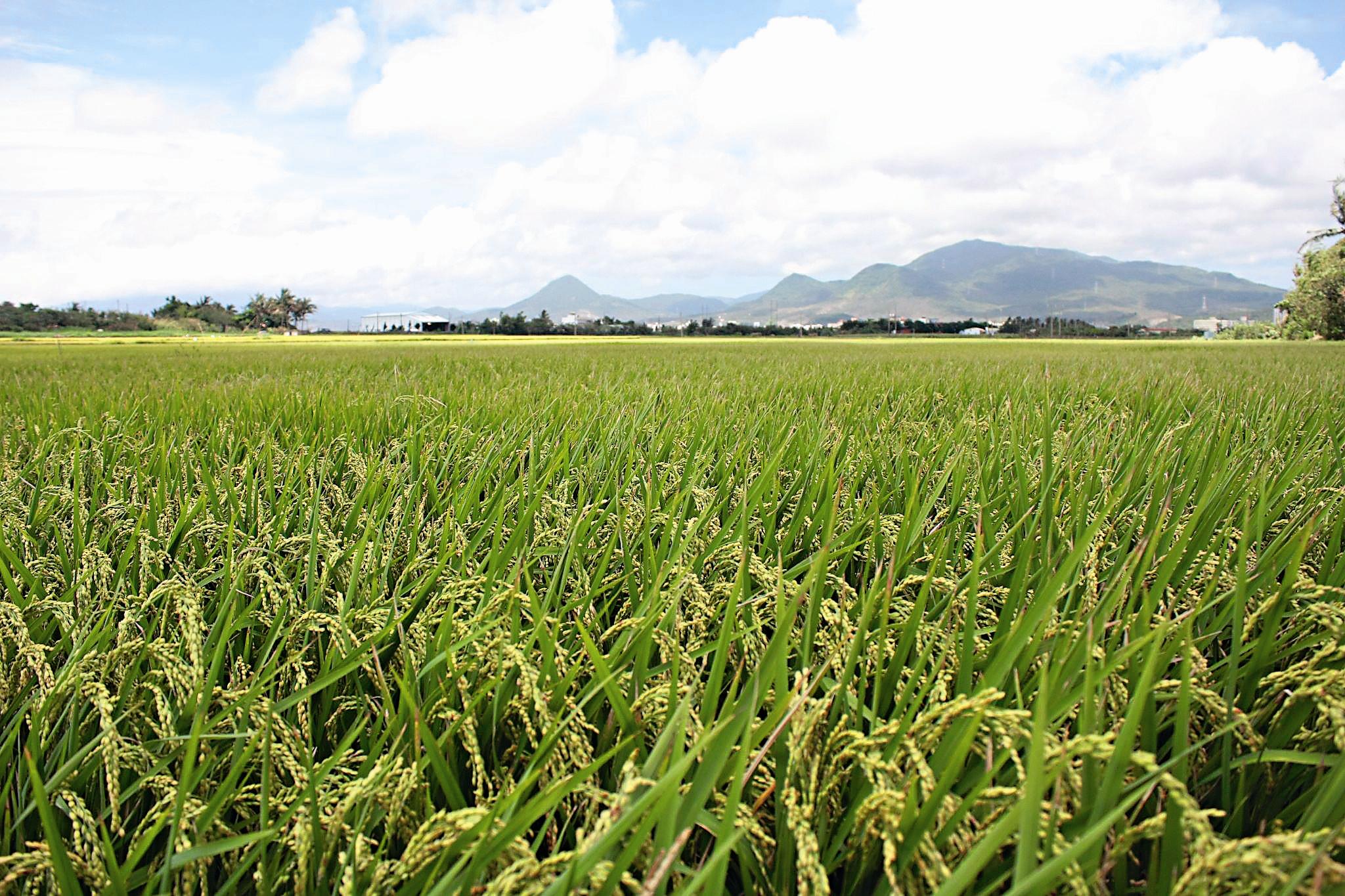 龍水的有機稻田生機蓬勃。