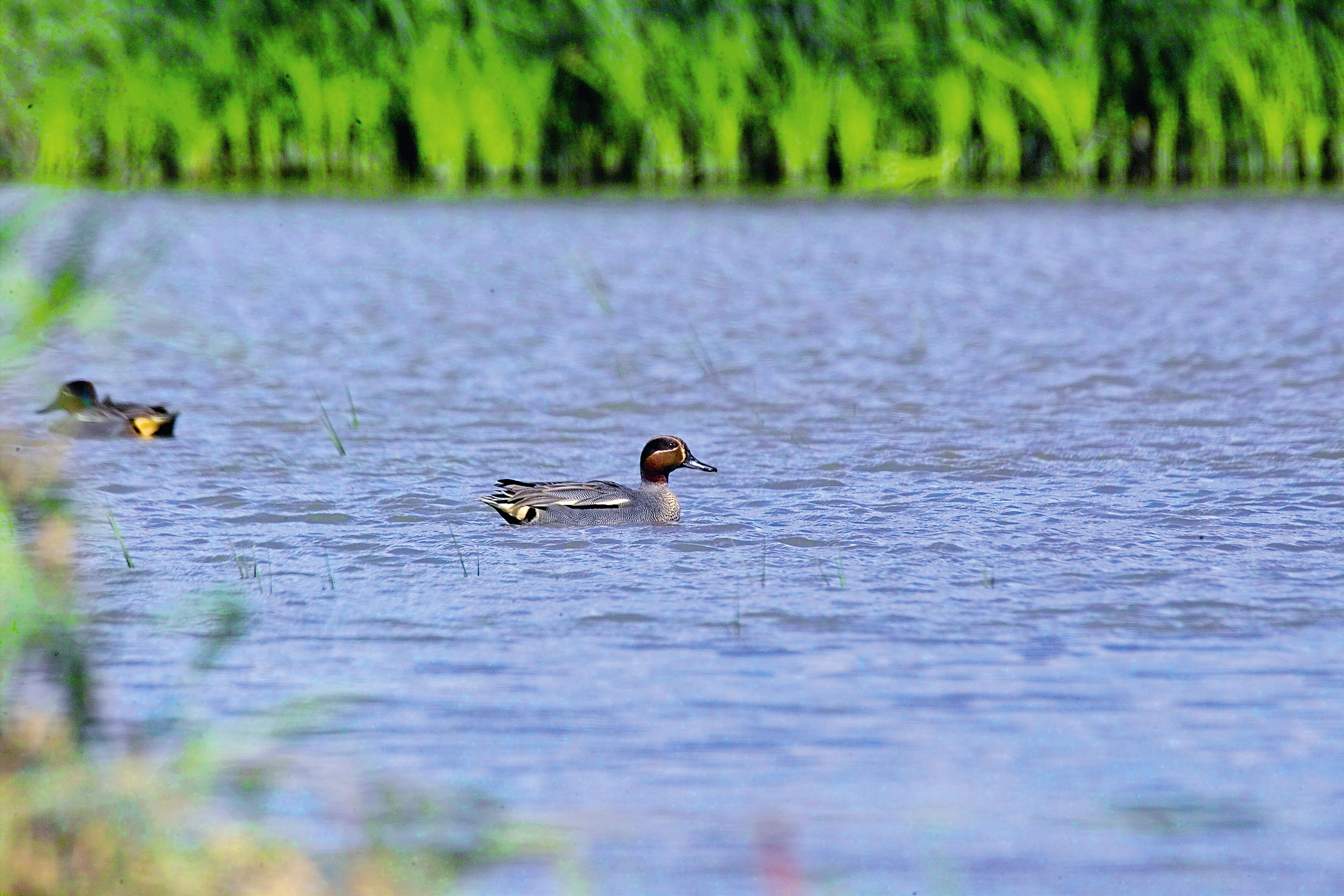龍水社區是雁鴨的樂園。
