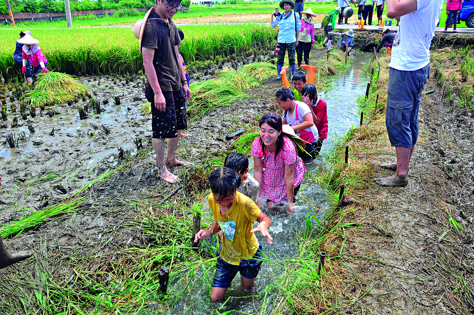 龍金歲月割稻工作假期。