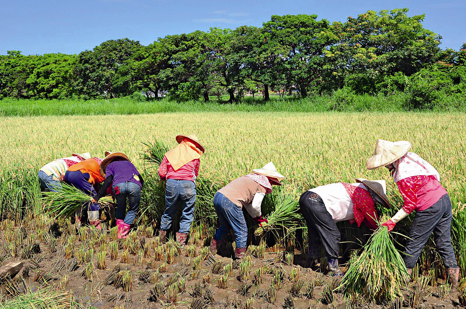 龍金歲月割稻工作假期。