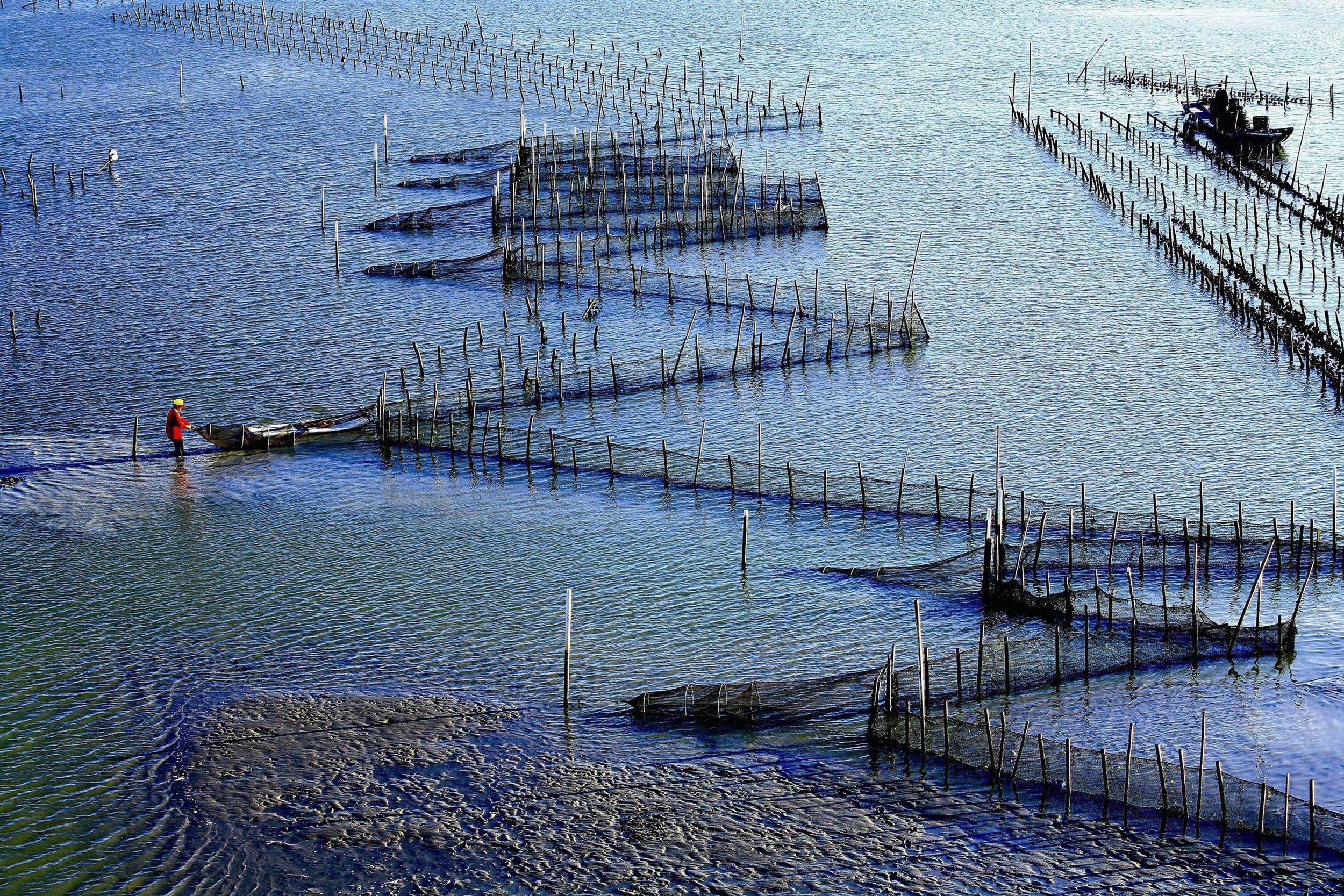 當地漁民根據水流、地形、魚期等，將定置漁網固定在排列成V字形的竹竿上，V字型較窄的一端掛載網袋，並設置於合適的沿岸水域，待洄游的魚群順著漲潮水流、進入網袋而捕獲。圖／台江國家公園