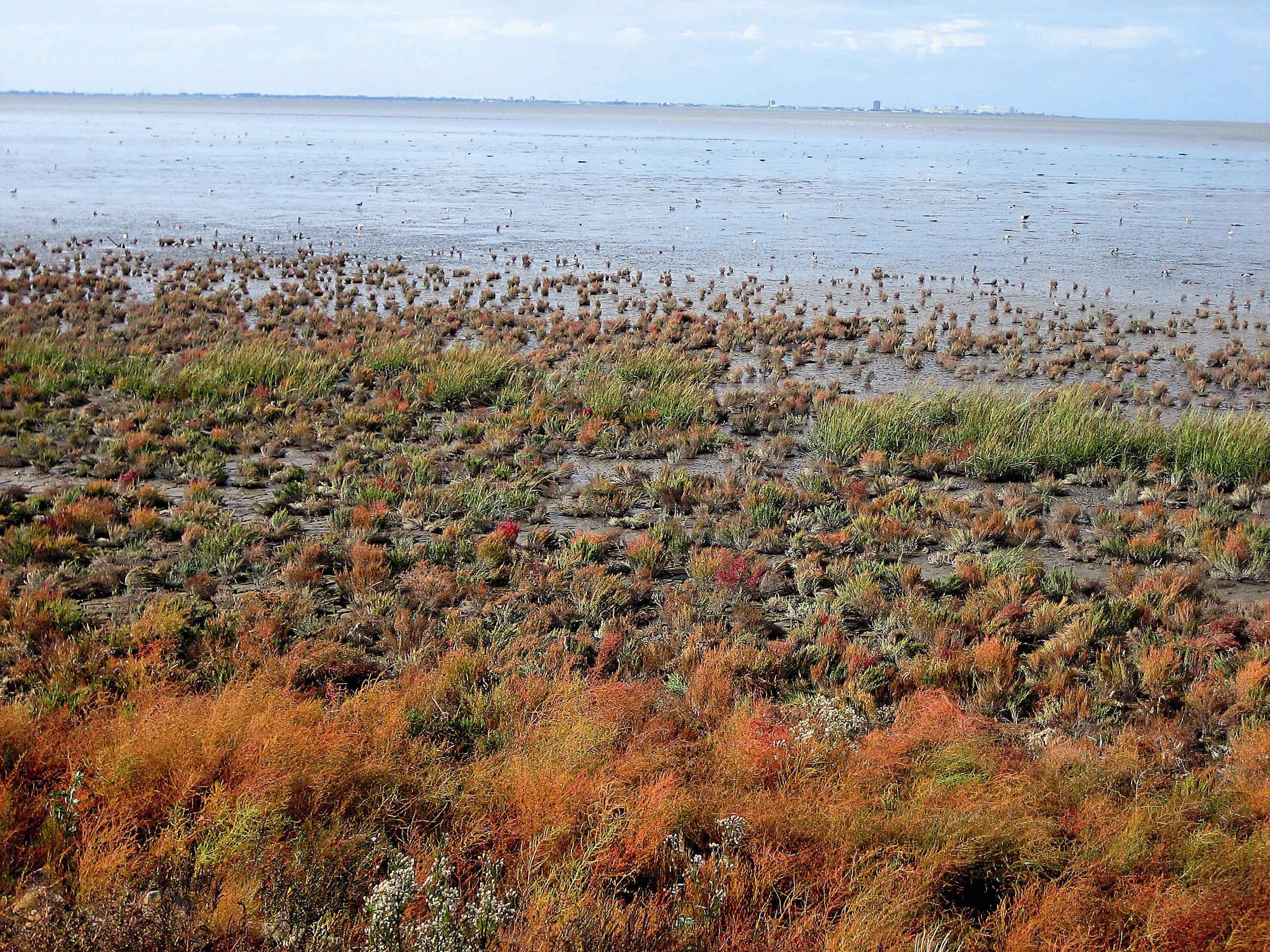 瓦登海岸看似貧瘠實則充滿生物多樣性與生態功能的鹽沼地，是歐洲重要的水鳥棲息地。