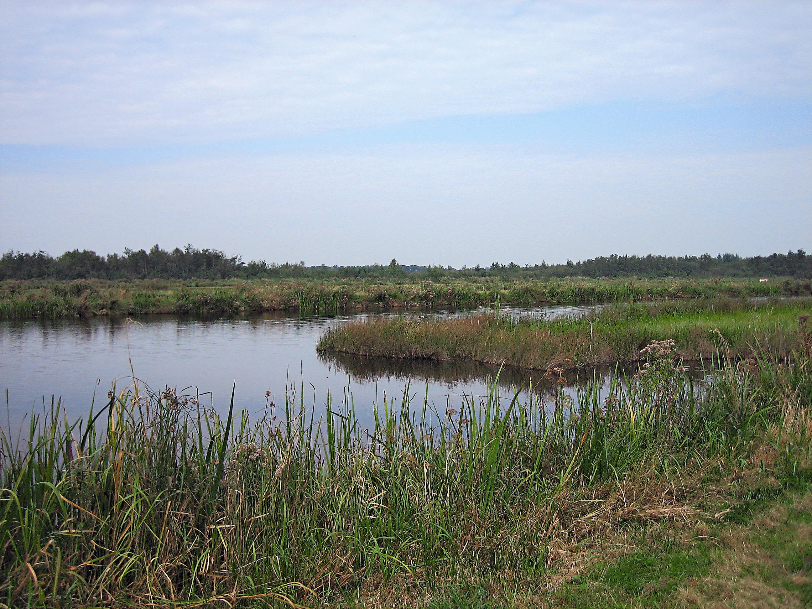 荷蘭十分常見的溫帶泥炭沼澤（bog）的水源主要來自降水，偏酸性池水溶解出植物體裡面的單寧，常使水色看起來像烏龍茶。