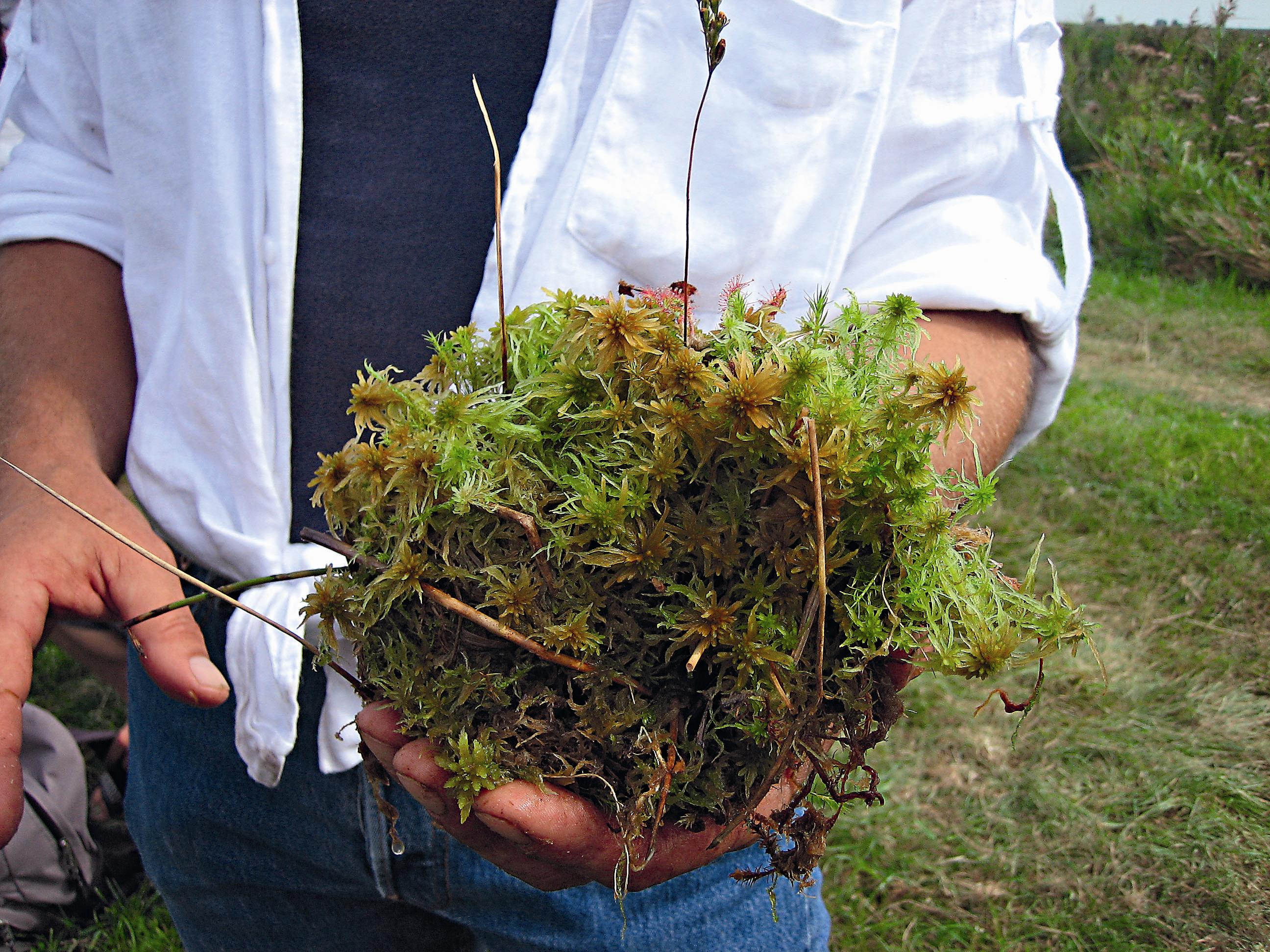 荷蘭的國土有極大部分的比例是由泥炭蘚堆積而成。