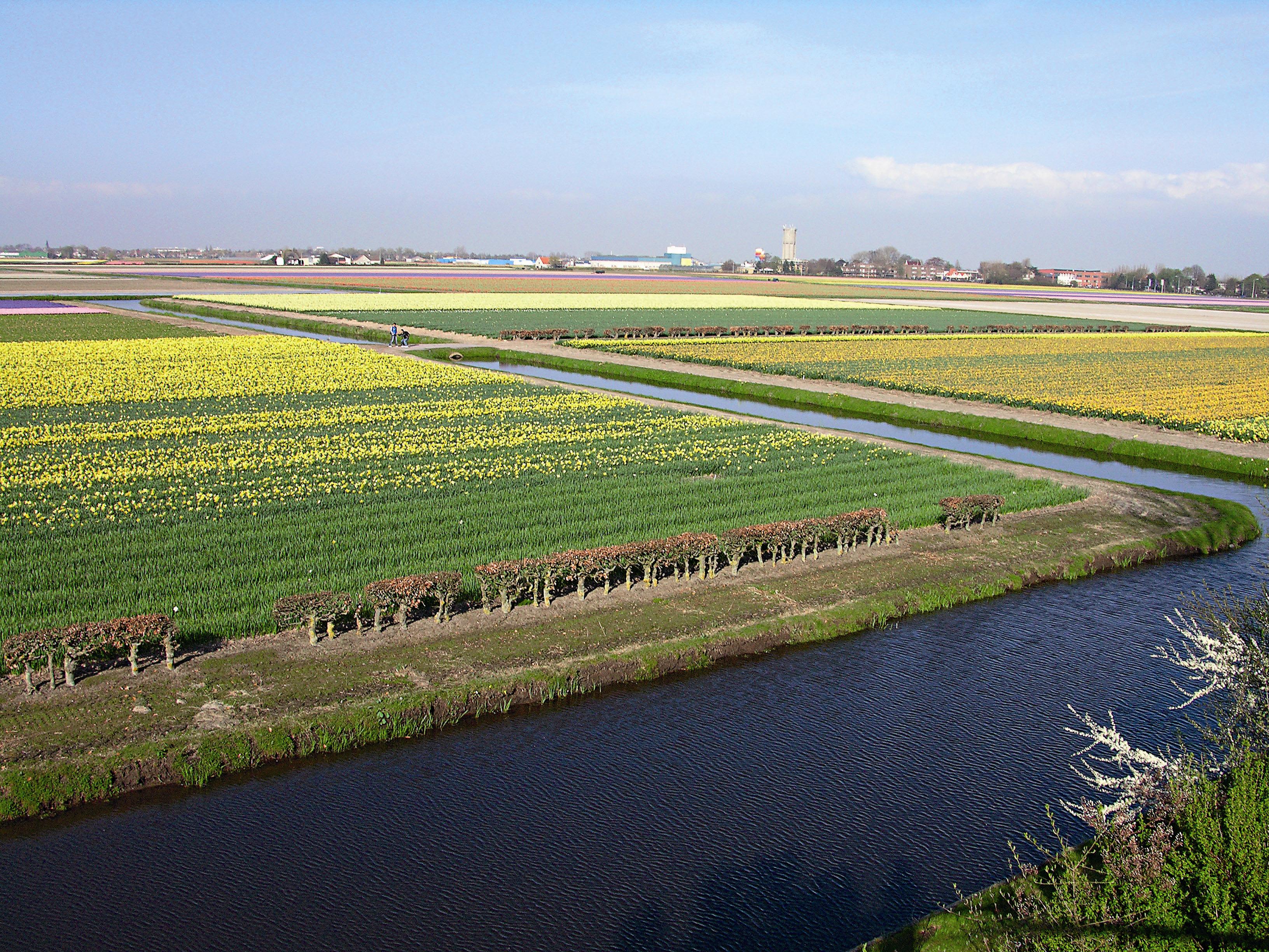 荷蘭的農地多半由濕地屯墾而來，有些低窪農地甚至低於海平面5至8公尺。
