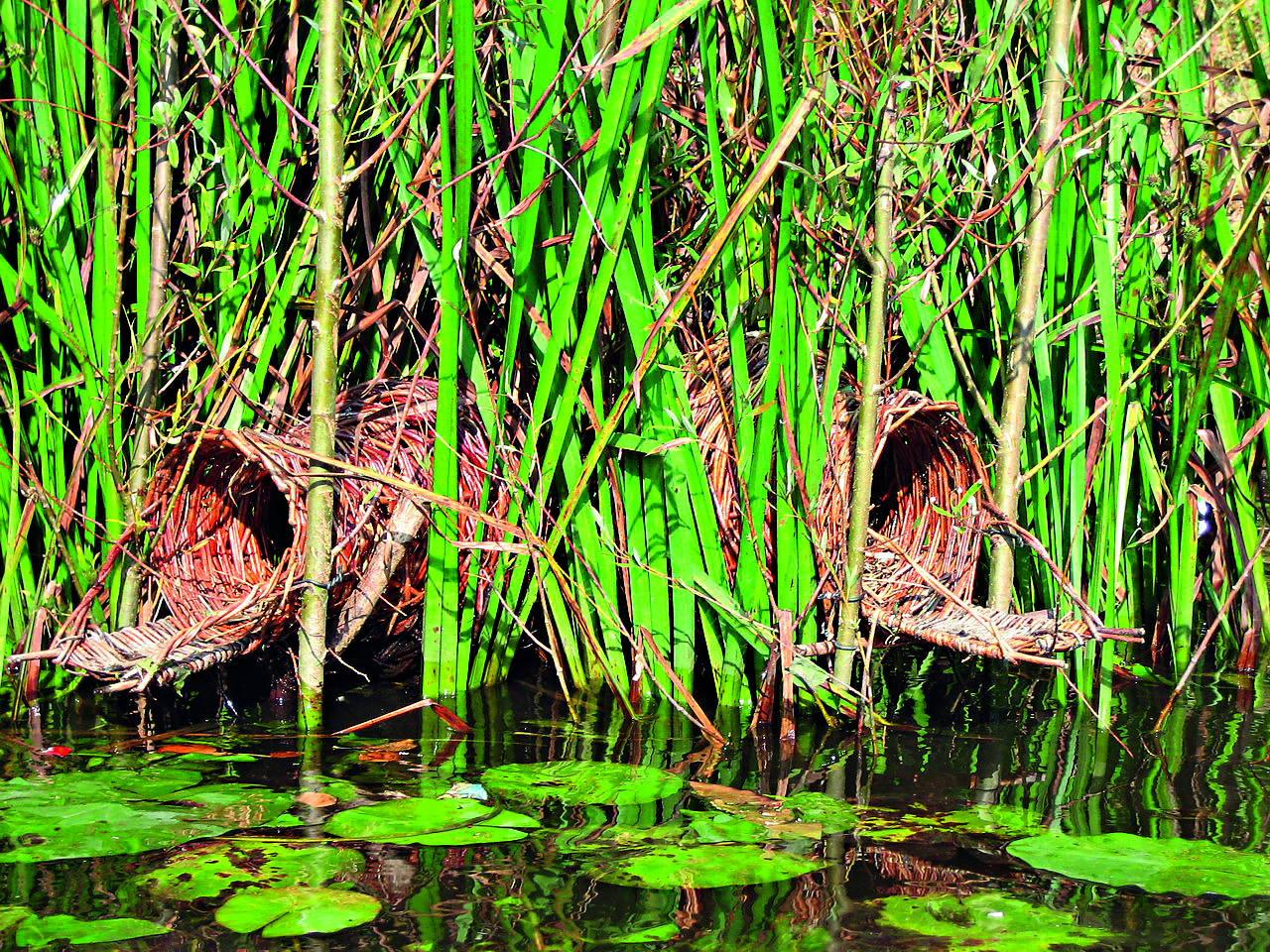 都市水域中人為放置於蘆葦中的鳥巢，提供水鳥棲息。