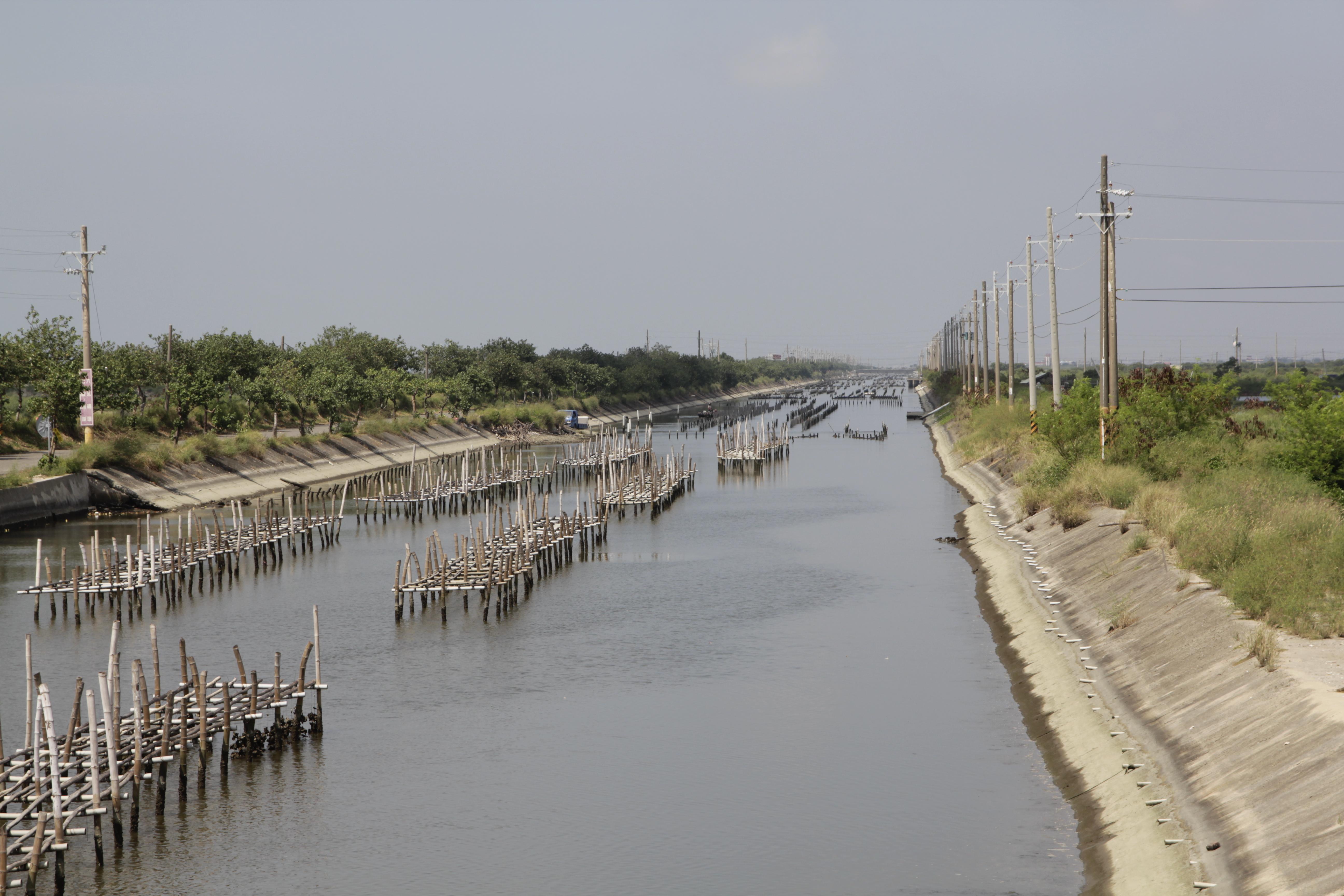 七股潟湖圳溝中的牡蠣養殖（吊棚式）。 圖／林弘都