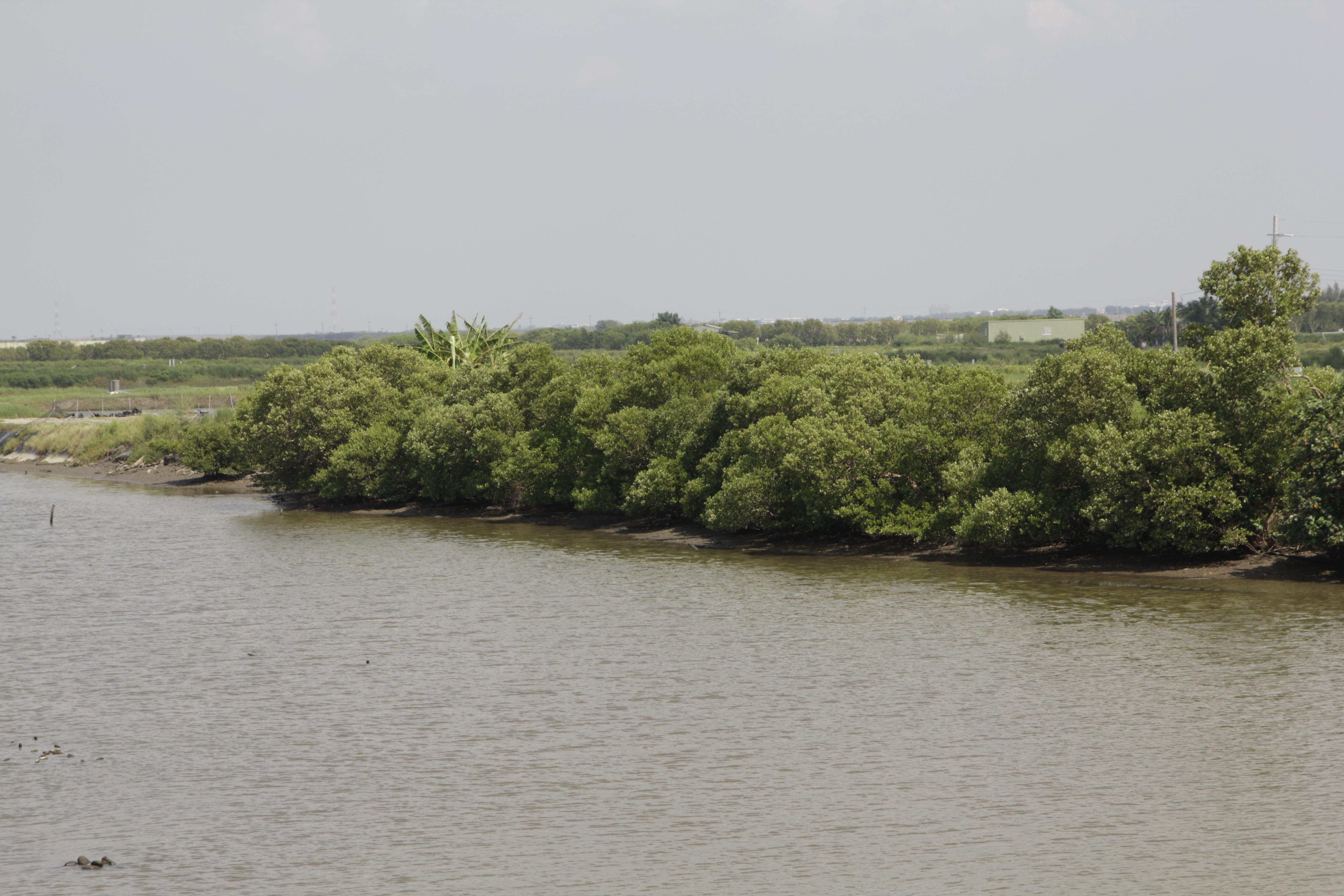 圳溝邊的紅樹林植物，為潮溝中的生物提供基礎生產力。 圖／林弘都