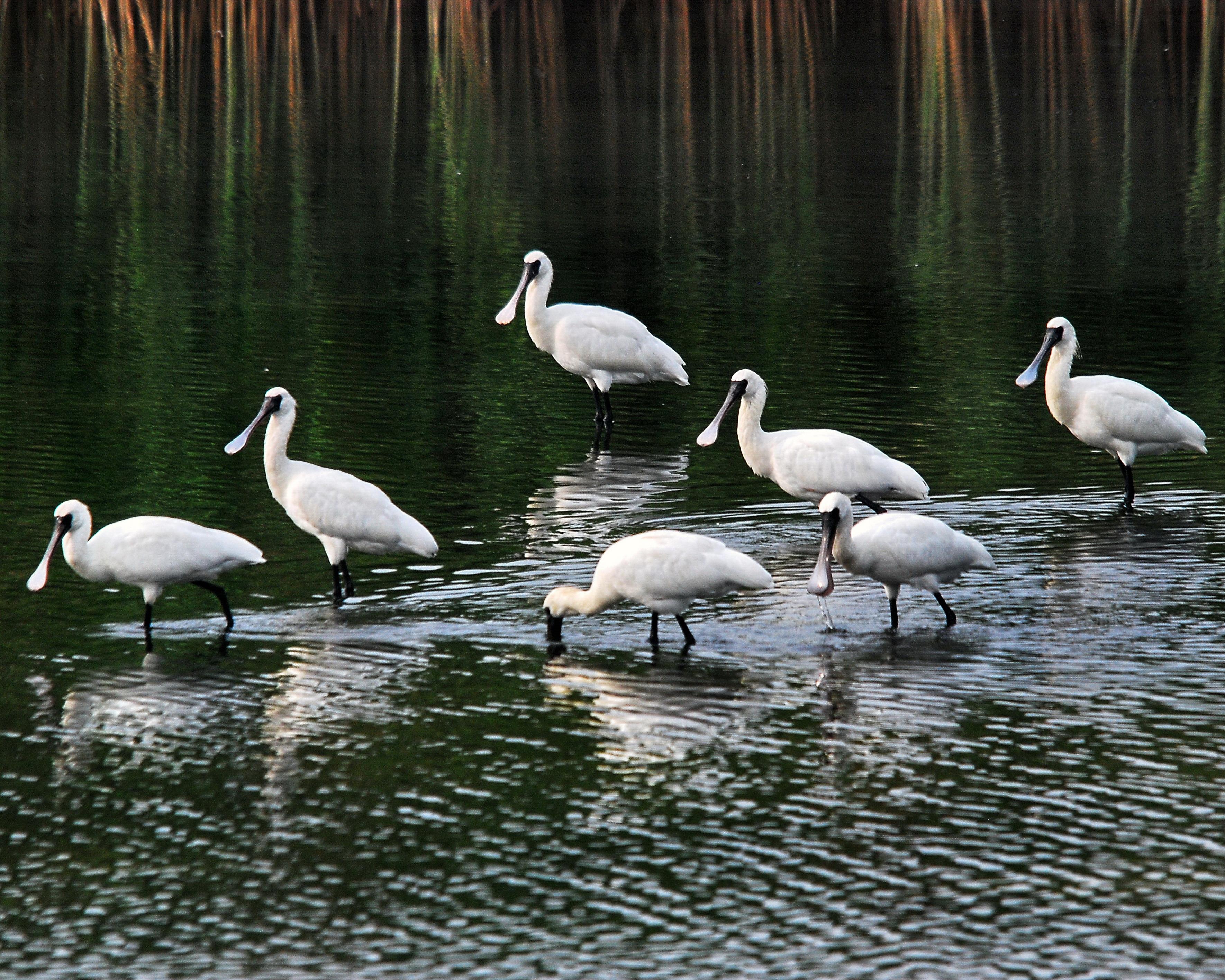 黑面琵鷺。圖/王素滿