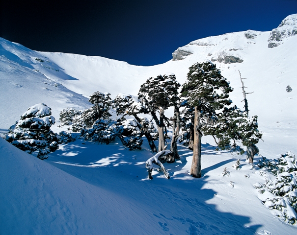 玉山圓柏。圖／劉思沂