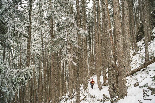 雪山主峰東側全臺海拔最高的臺灣冷杉純林，俗稱黑森林。