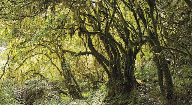 臺灣的高山在過去能維持高聳的山頭，是由於霧林帶有大片的森林形成了保護。