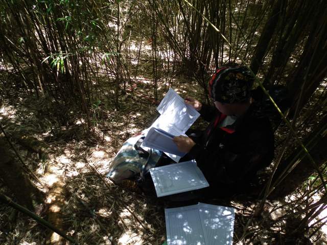 Yushania niitakayamensis Forest Dynamics Plot is located in Mt.Hehuan. Photograph by Huang Jian-lu.