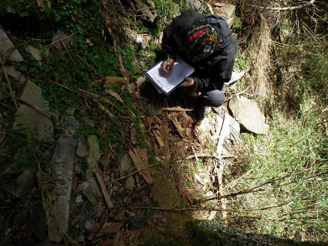 合歡山冷杉林下地被永久樣區調查照片。圖/黃建陸