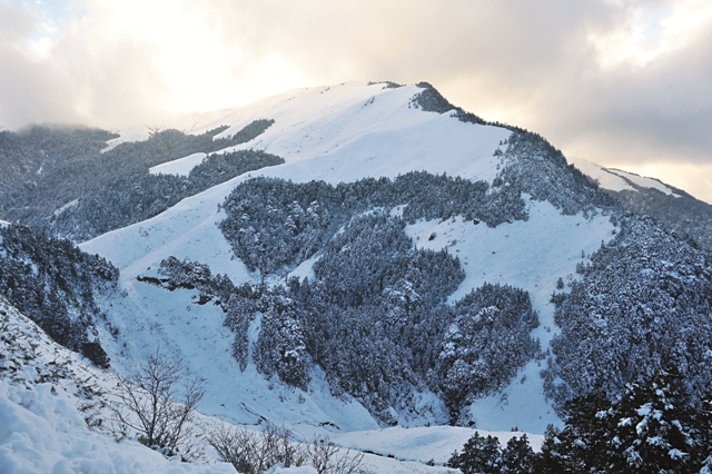 The Mt. Hehuan area has received scanty snowfall in recent years, and thickets of arrow bamboo still protrude above the whitesnow. Photograph by Liu Si-yi.