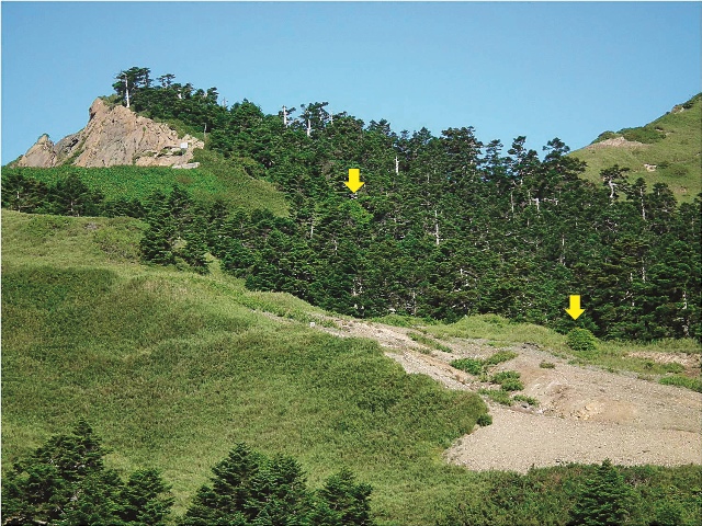 高3,275公尺的臺灣冷杉純林,在林緣已經出現臺灣鐵杉的小樹(黃色箭頭標示出)。