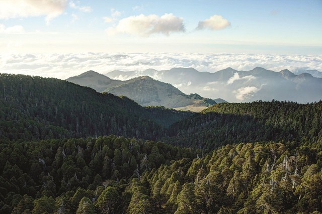 翠池擁有臺灣面積最大的玉山圓柏純林。圖／劉思沂