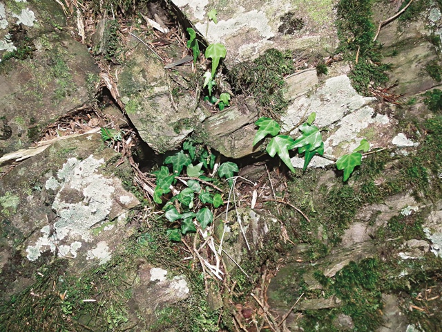 臺灣冷杉林下岩生地上偶可見臺灣長春藤匍匐生長，但有逐漸增多的趨勢。