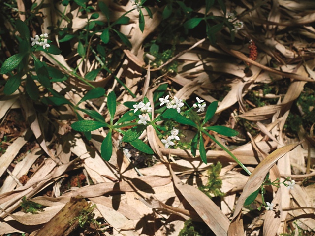 臺灣冷杉林下的刺果豬殃殃。