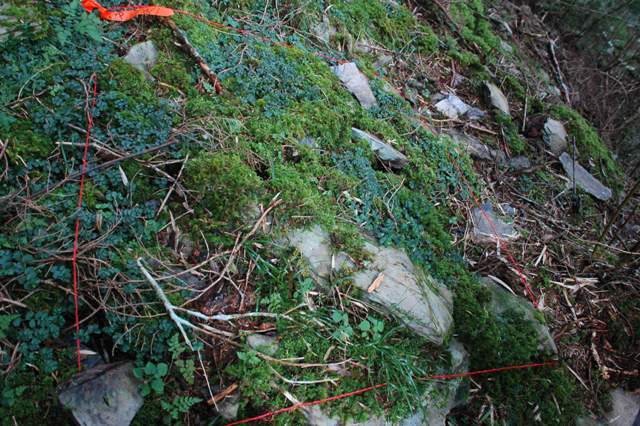 The most dominant species Broadleaf Elatostema (Elatostemaplatyphylloides Shih & Yang) in the plot. Photograph by Huang Jianlu.