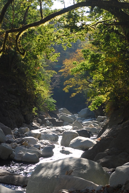 山椒魚多棲息於中高海拔的原始針葉、闊葉林的底層，靠近山溪陰暗潮濕的環境，通常在溪流兩側的石頭或泥土上出沒。
