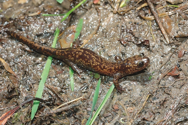 山椒魚為一群多樣性龐雜的高海拔兩棲動物，圖為臺灣山椒魚。