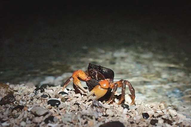 抱卵的毛足圓軸蟹將要降海產卵。圖/墾管處。