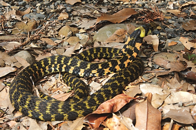 虎斑頸槽蛇可將蟾蜍的毒素累積在頸腺，而分泌出毒液用以自衛。