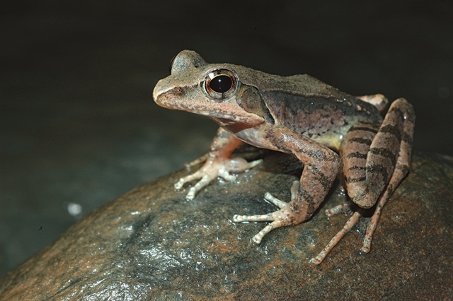 梭德氏赤蛙在繁殖季節會大量出現在溪邊。