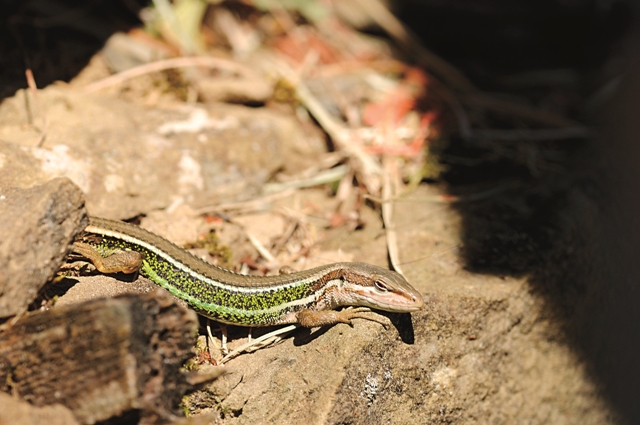 從箭竹叢中探頭出來進行日光浴的雪山草蜥。