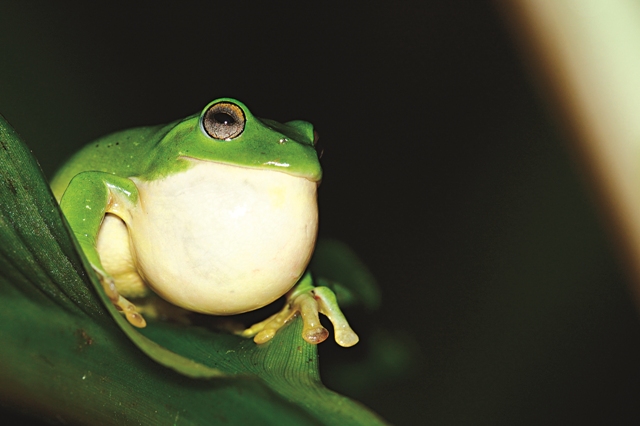 莫氏樹蛙的鳴叫聲是少數到了中海拔以上還可以聽到的夜間天籟。